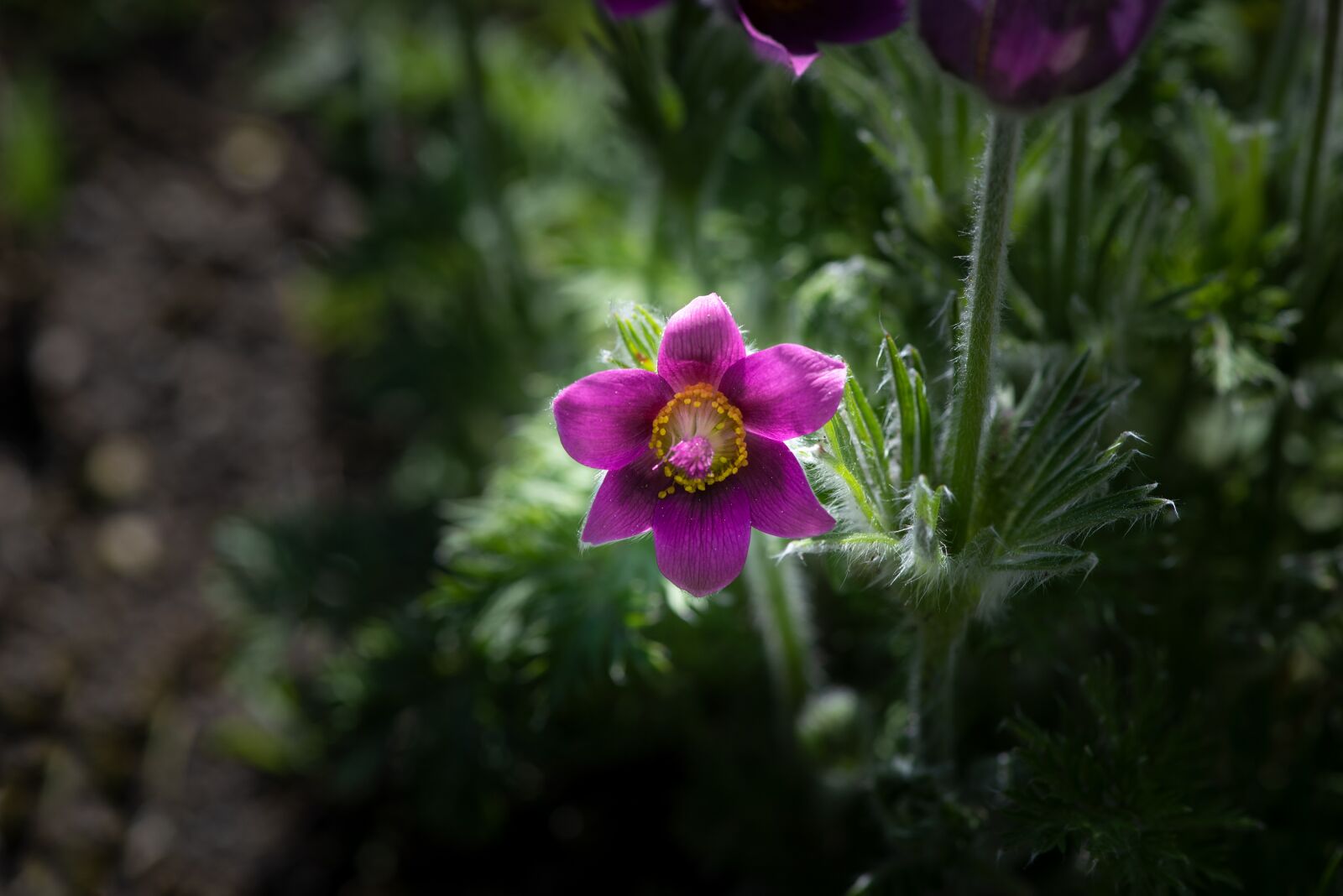 Nikon D750 sample photo. Anemone, flower, blossom photography