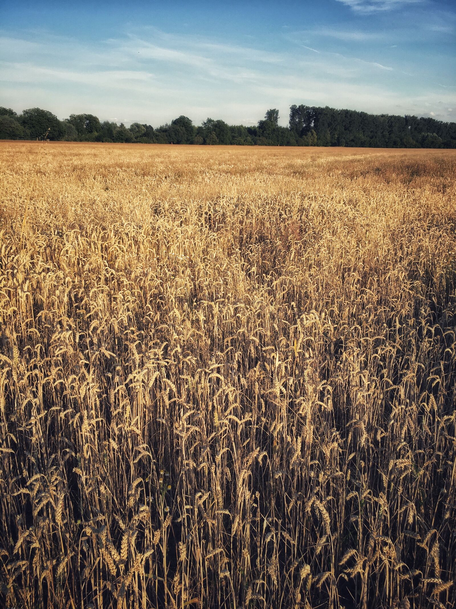 Apple iPhone 6s Plus sample photo. Field, sky, harvest photography