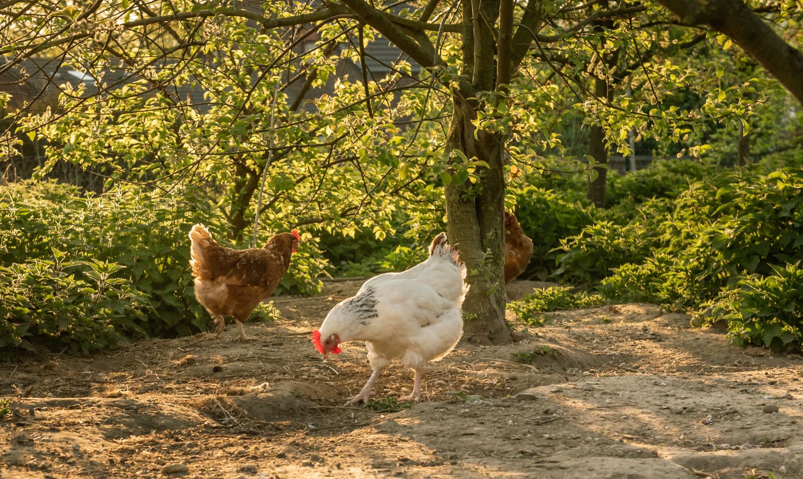 Nikon D750 sample photo. Chickens, spout, poultry photography