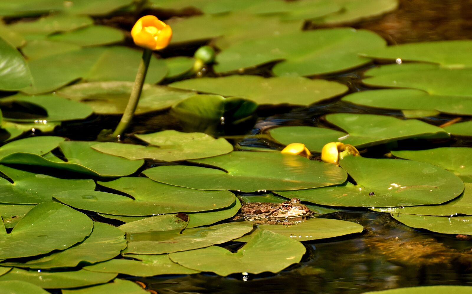 Nikon D7200 sample photo. Frog, pond, animal photography