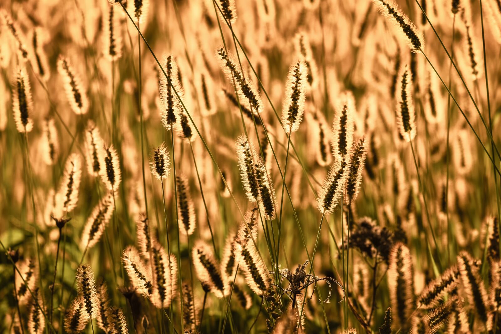 Fujifilm X-T10 sample photo. Foxtail, grasses, sunlight photography