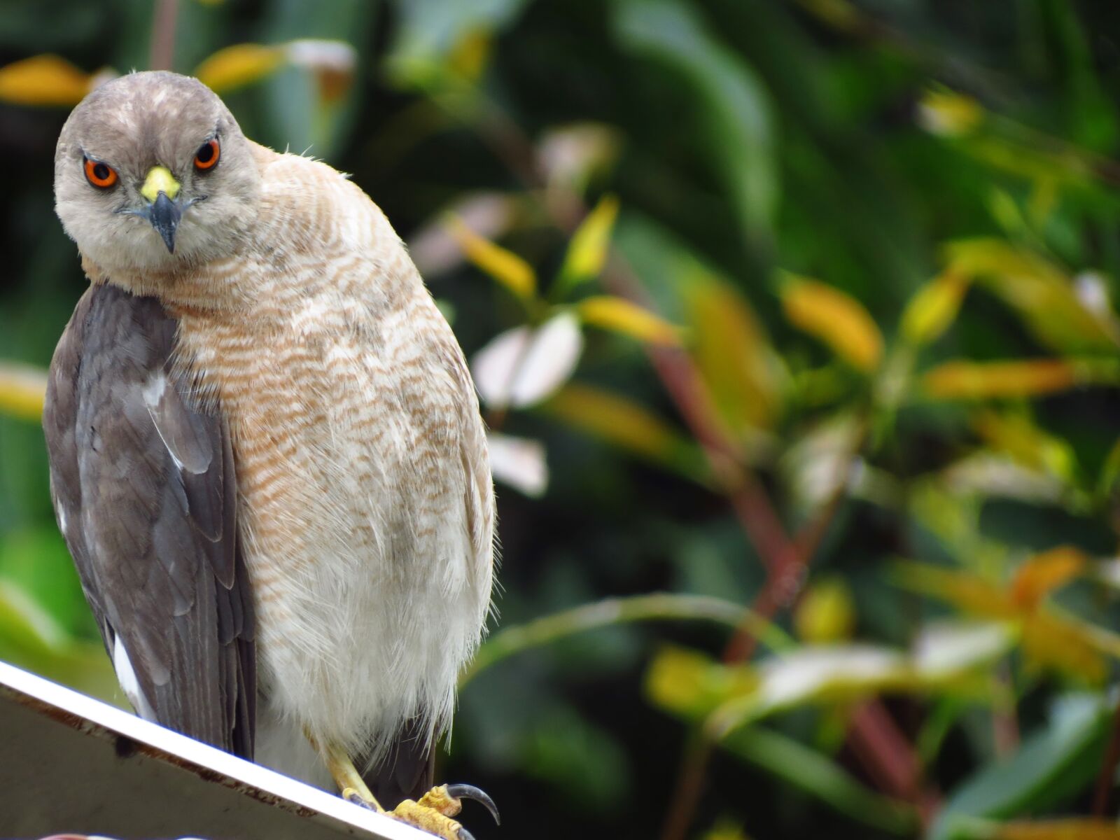 Canon PowerShot SX40 HS sample photo. Bird, bird, s, eye photography