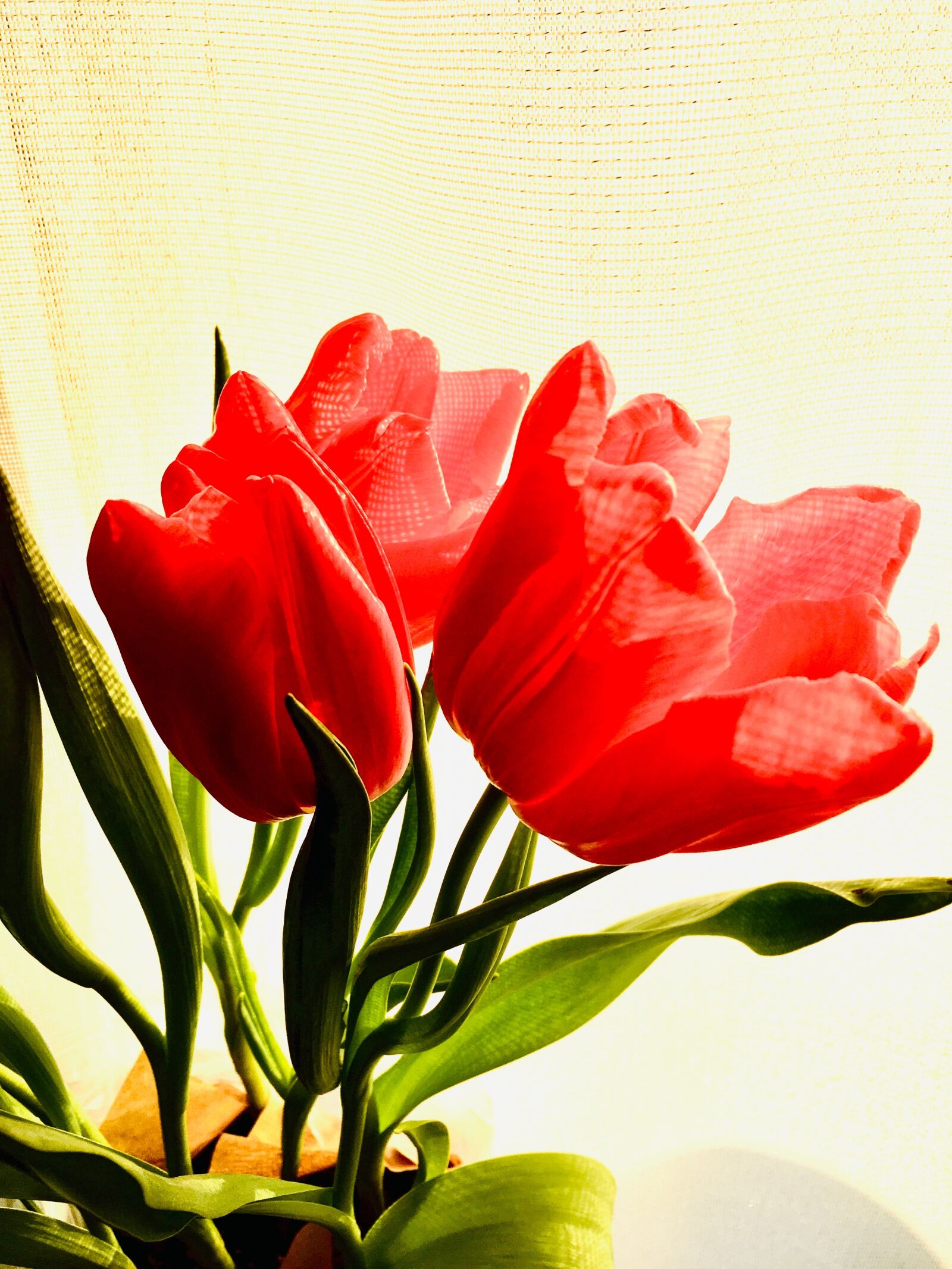 iPhone SE back camera 4.15mm f/2.2 sample photo. Tulips, red, pink photography