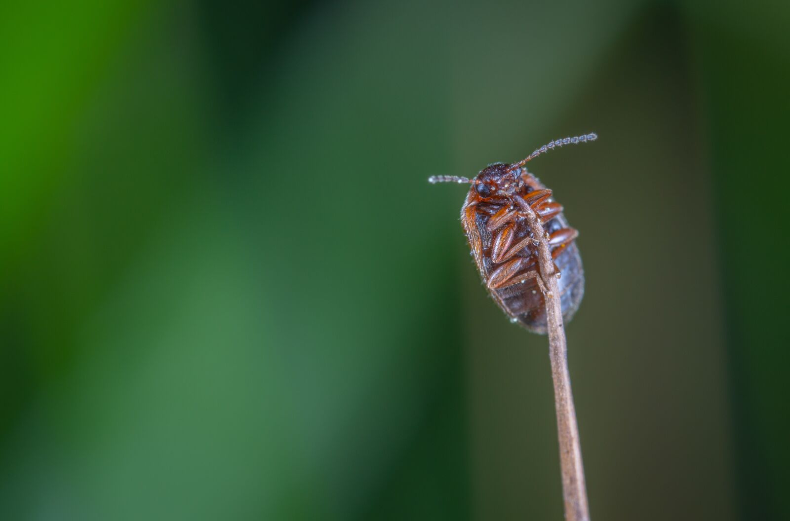 Sony a7R II sample photo. Macro, insect, beetle photography