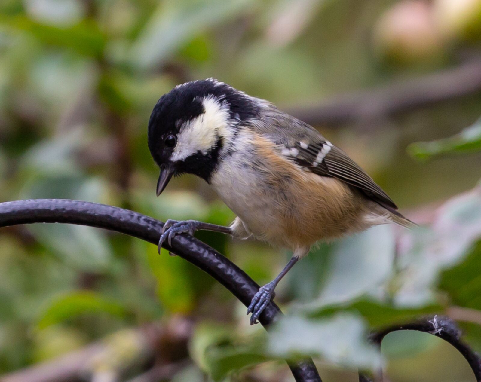 Canon EOS 5D Mark III + Canon EF 100-400mm F4.5-5.6L IS II USM sample photo. Bird, feathers, plumage photography