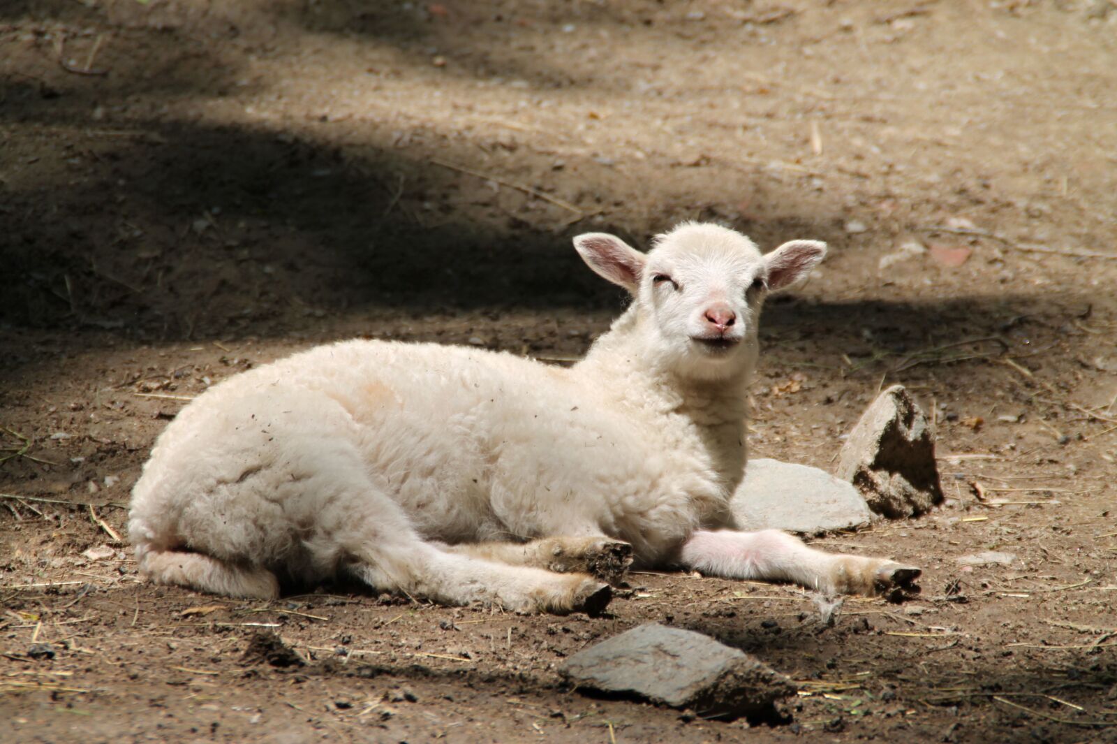 Canon EOS 1100D (EOS Rebel T3 / EOS Kiss X50) sample photo. Goat, kid, animal photography