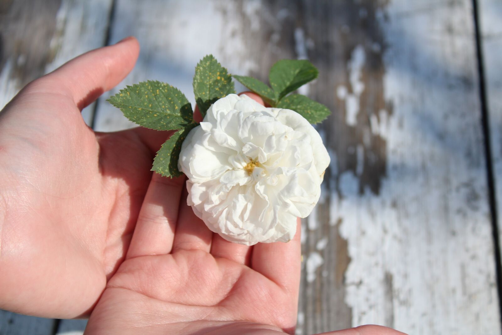 Canon EOS 1300D (EOS Rebel T6 / EOS Kiss X80) sample photo. Rose, white rose, flower photography