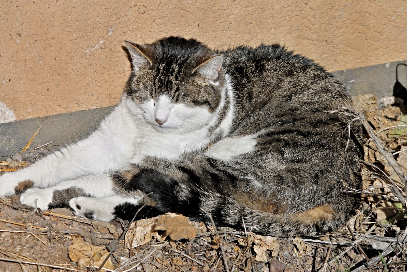 Canon EOS 1100D (EOS Rebel T3 / EOS Kiss X50) sample photo. Domestic cat, cat, doze photography