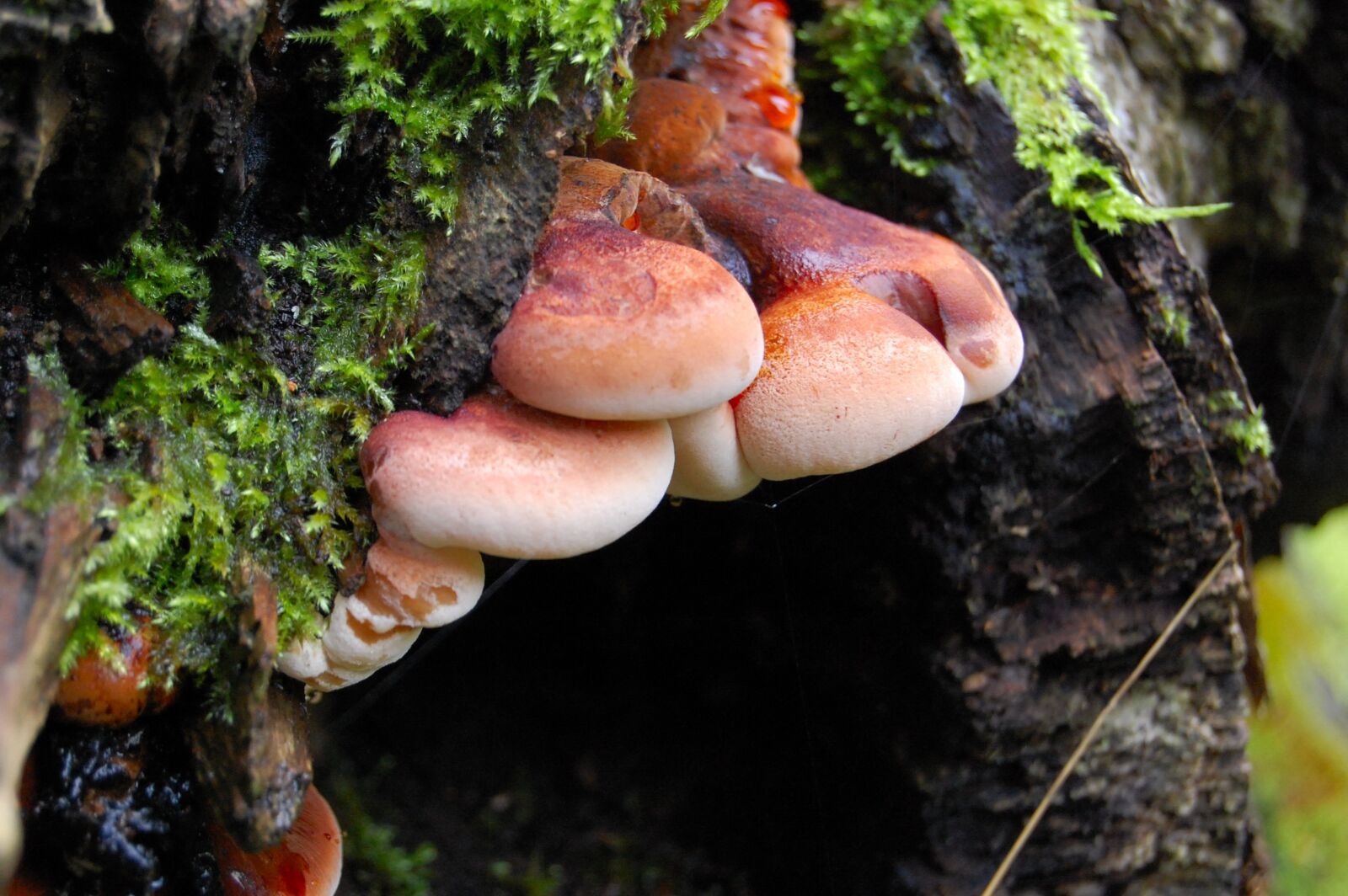 Nikon D40 sample photo. Mushroom, nature, food photography