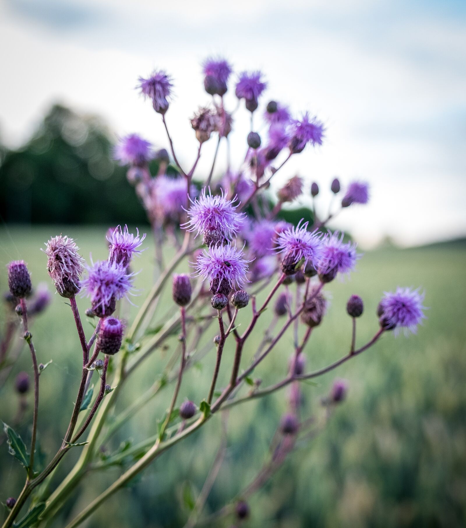Fujifilm X-T2 sample photo. Thistle, bush, green photography
