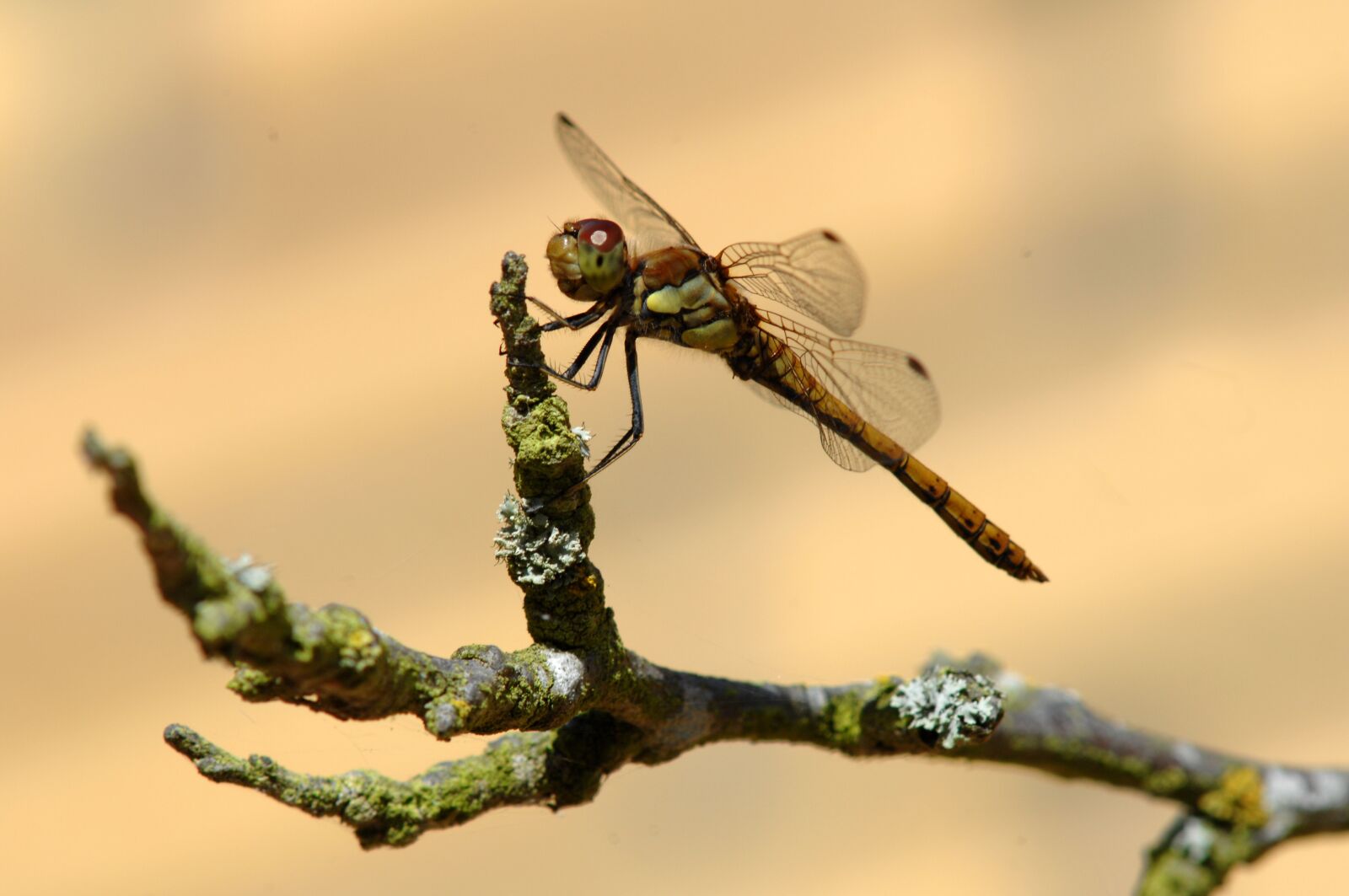 Nikon D2Xs sample photo. Insect, natural, invertebrates photography