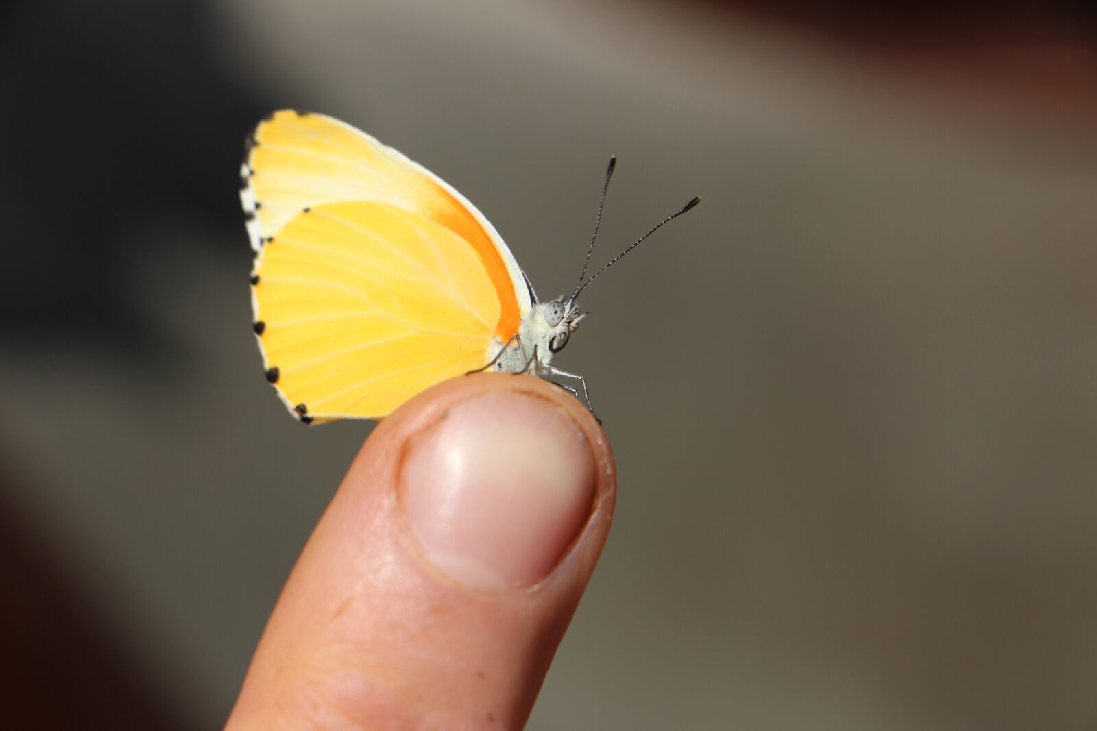 Canon EOS 700D (EOS Rebel T5i / EOS Kiss X7i) sample photo. Butterfly, yellow, insect photography