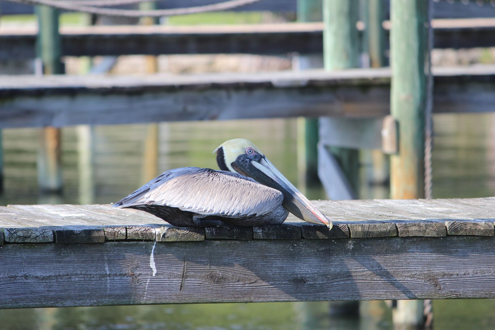 Canon EOS 600D (Rebel EOS T3i / EOS Kiss X5) sample photo. Pelican, florida, bird photography