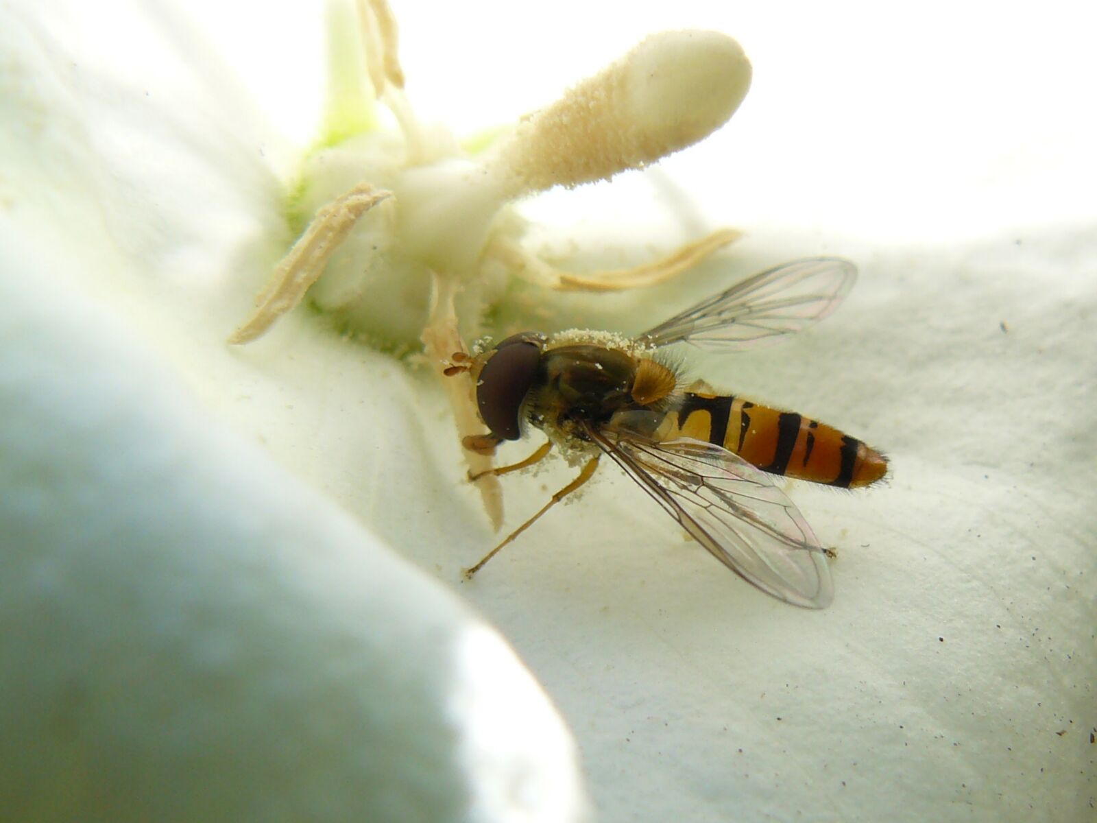 Panasonic DMC-FZ8 sample photo. Wasp, blossom, bloom photography