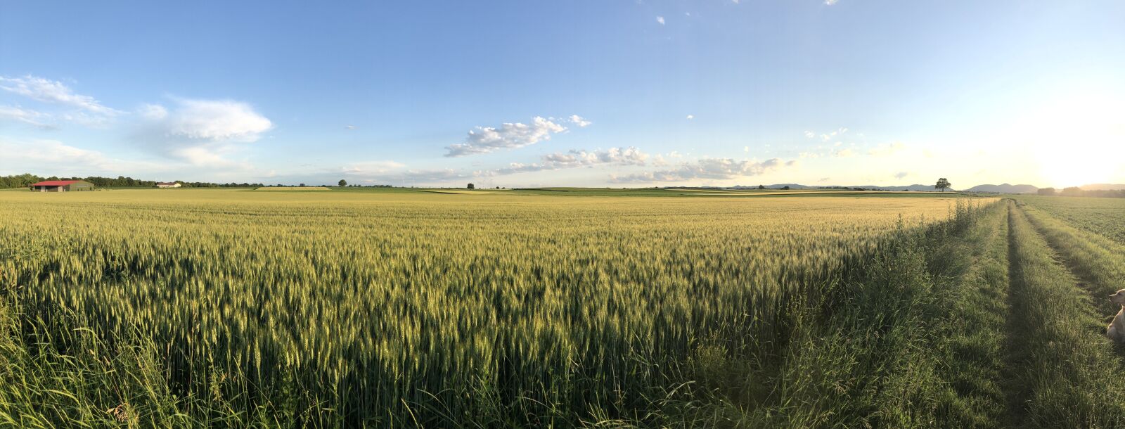 iPhone 8 back camera 3.99mm f/1.8 sample photo. Palatinate, cereals, cornfield photography