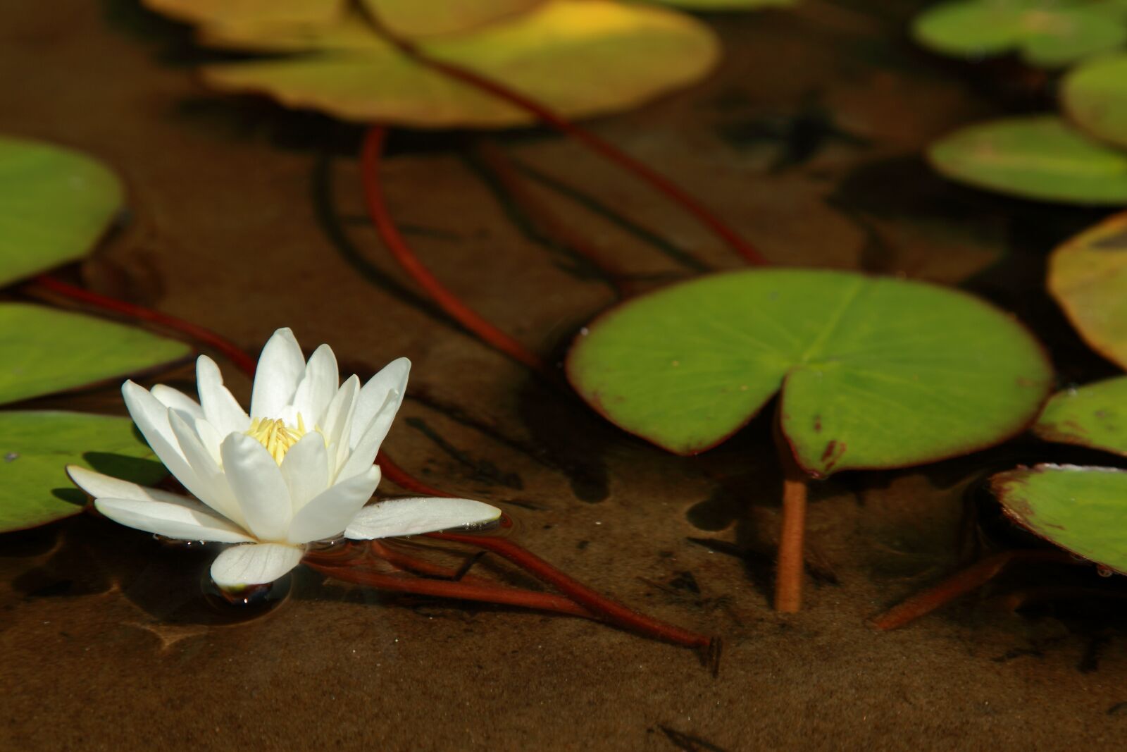 Canon EOS 5D Mark II sample photo. Water lily flower, water photography
