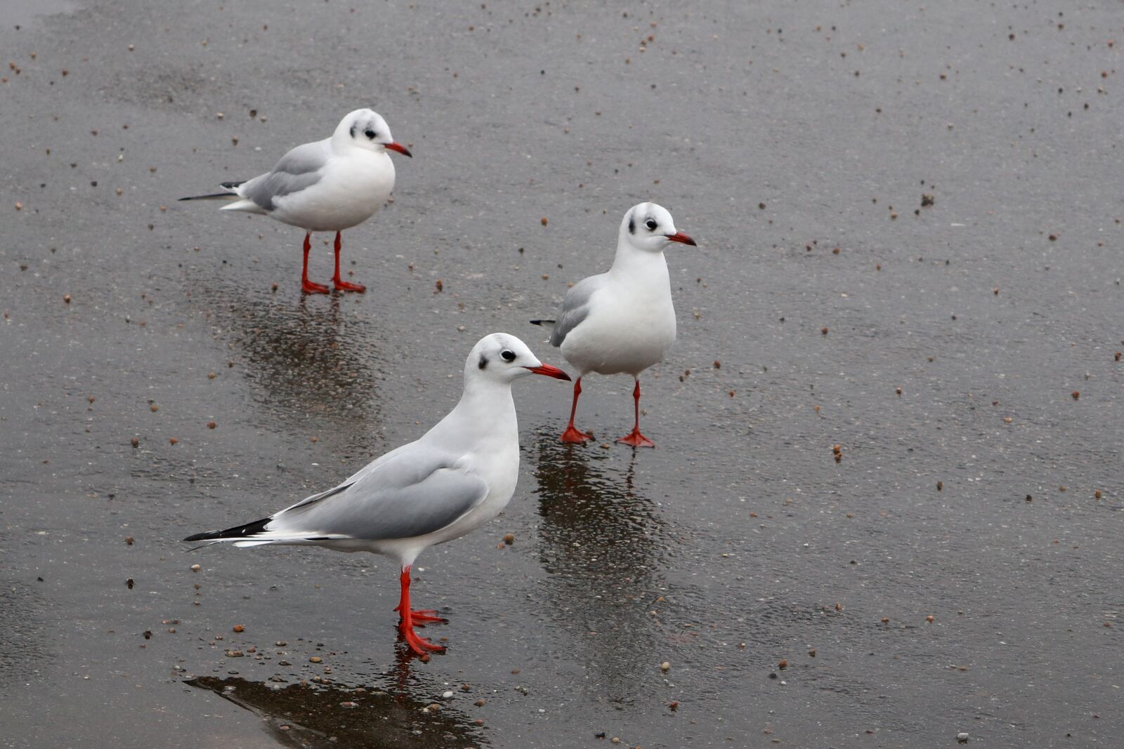 Canon PowerShot G1 X Mark III sample photo. Birds, seagulls, flight photography