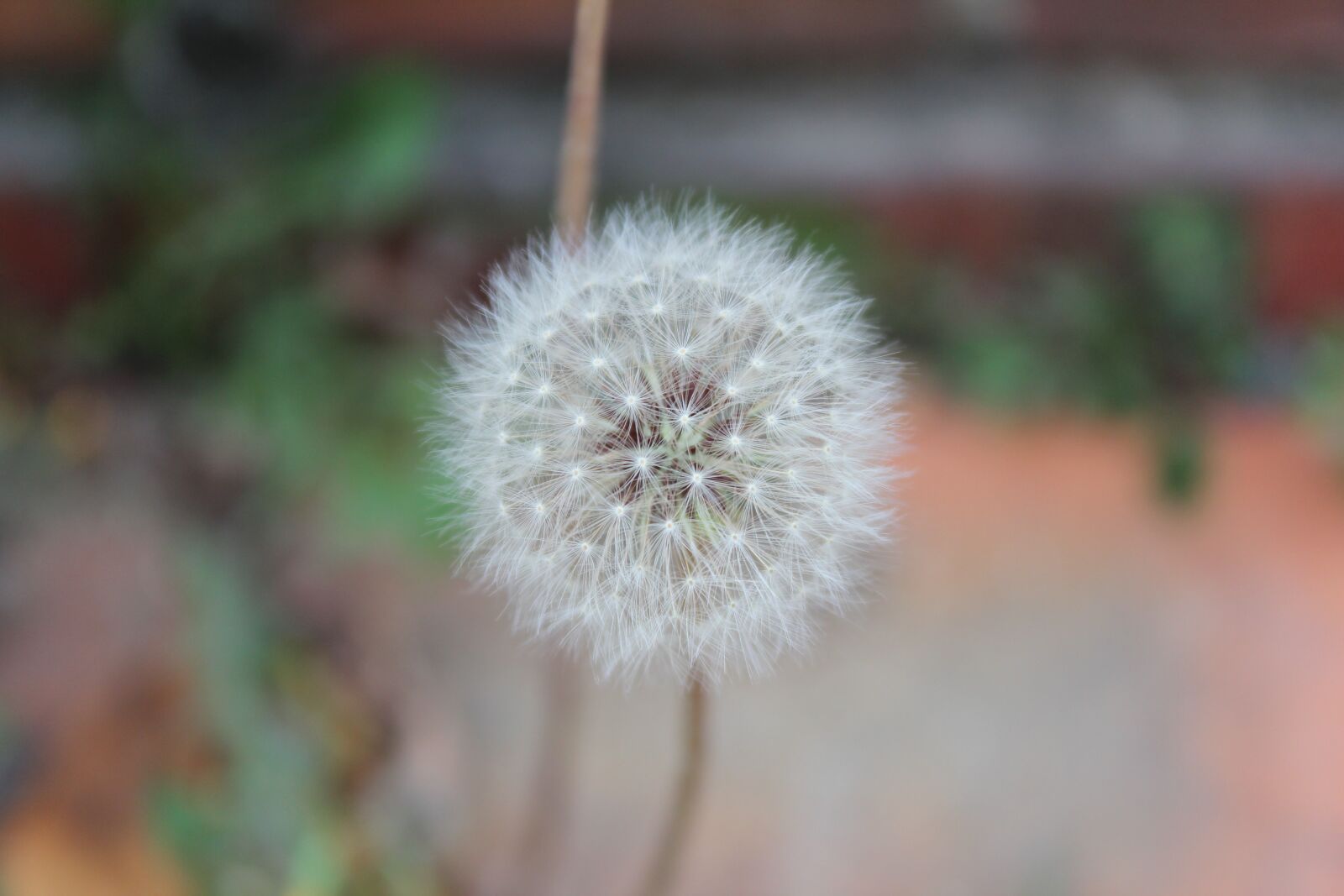 Canon EOS 600D (Rebel EOS T3i / EOS Kiss X5) sample photo. Dandelion, mr hall, light photography