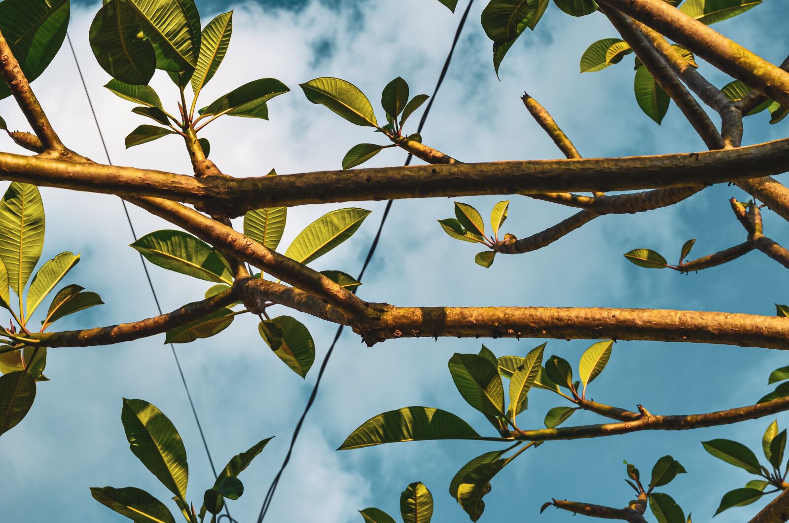 Nikon D5100 sample photo. Beautiful, sky, blue photography