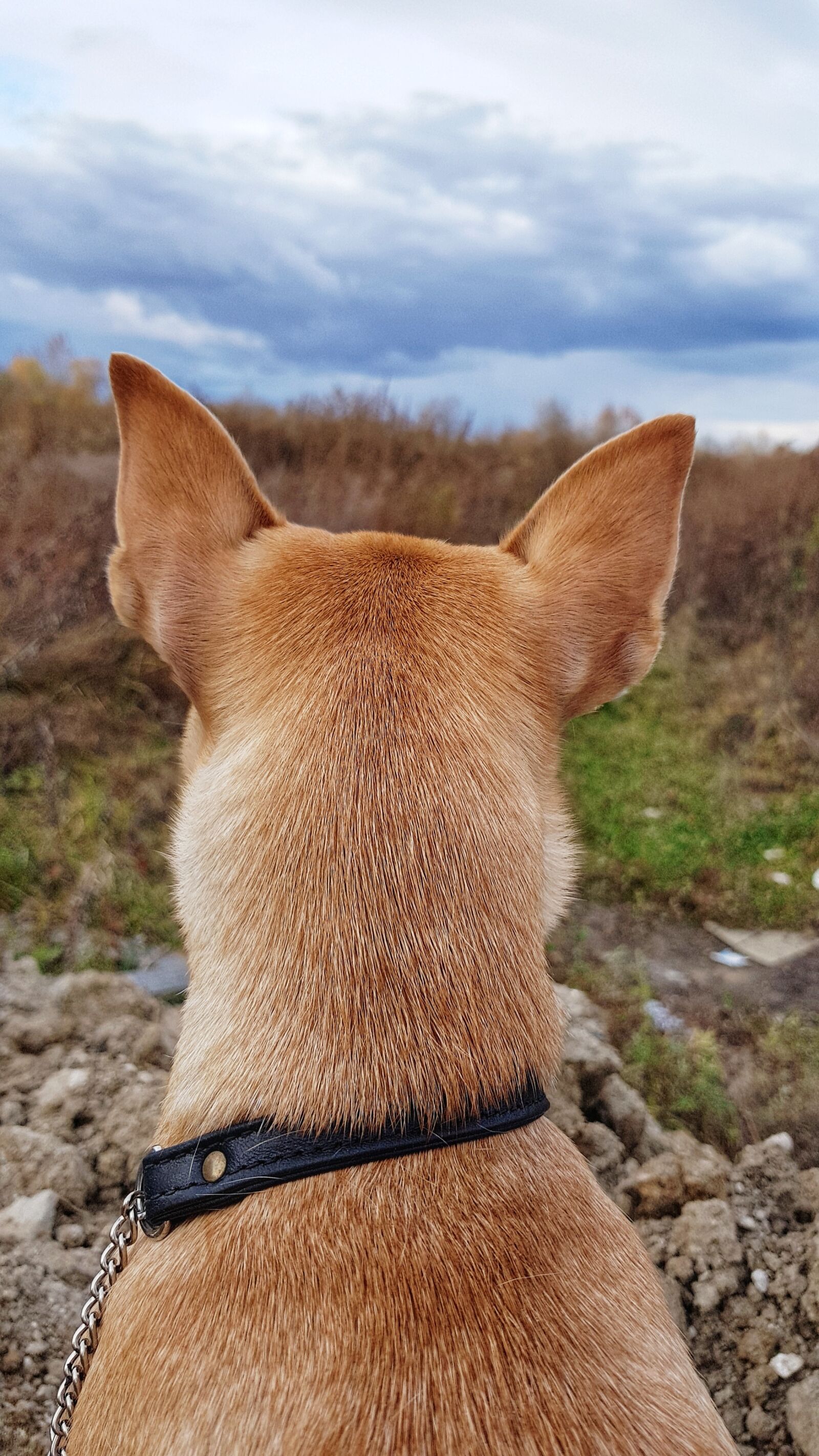 Samsung Galaxy S8+ sample photo. Dog, nature, animals photography