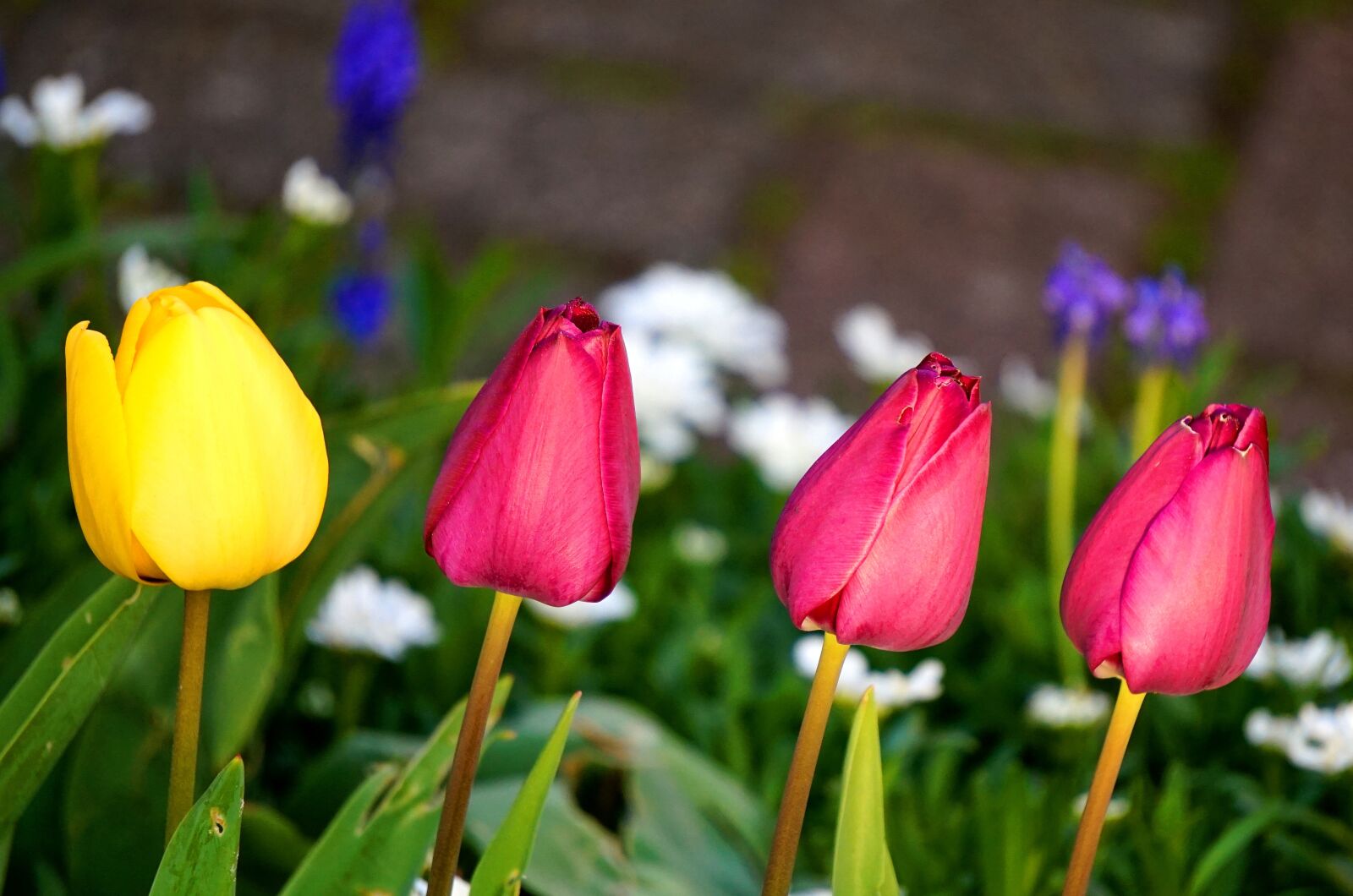 Sony Alpha a5000 (ILCE 5000) sample photo. Tulips, blossom, bloom photography