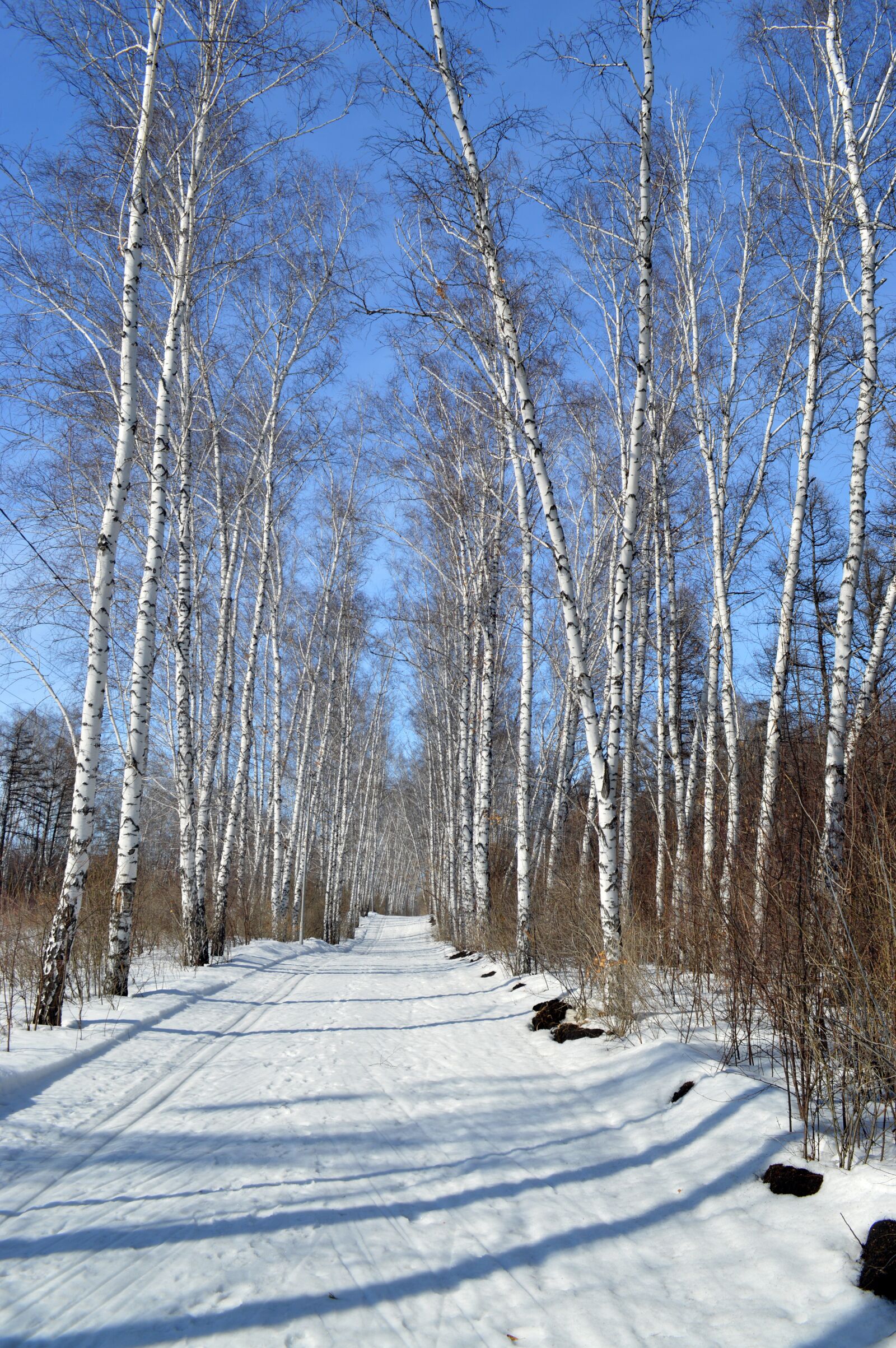 Nikon D3200 sample photo. Spring, birch, shadow photography