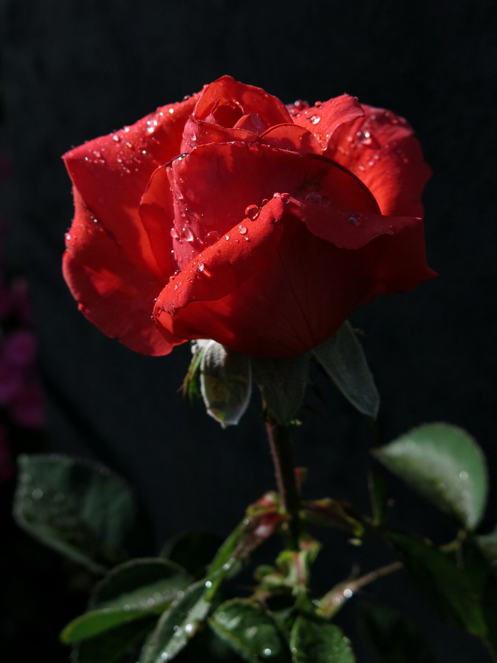 Canon PowerShot G15 sample photo. Rose, red, flower photography