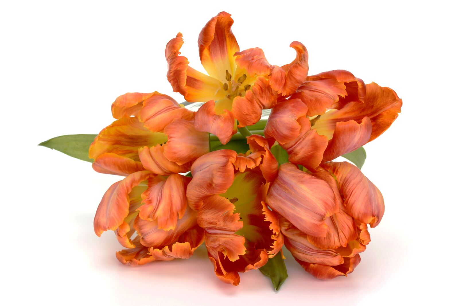 Nikon D7100 sample photo. Tulips, flowers, spring photography