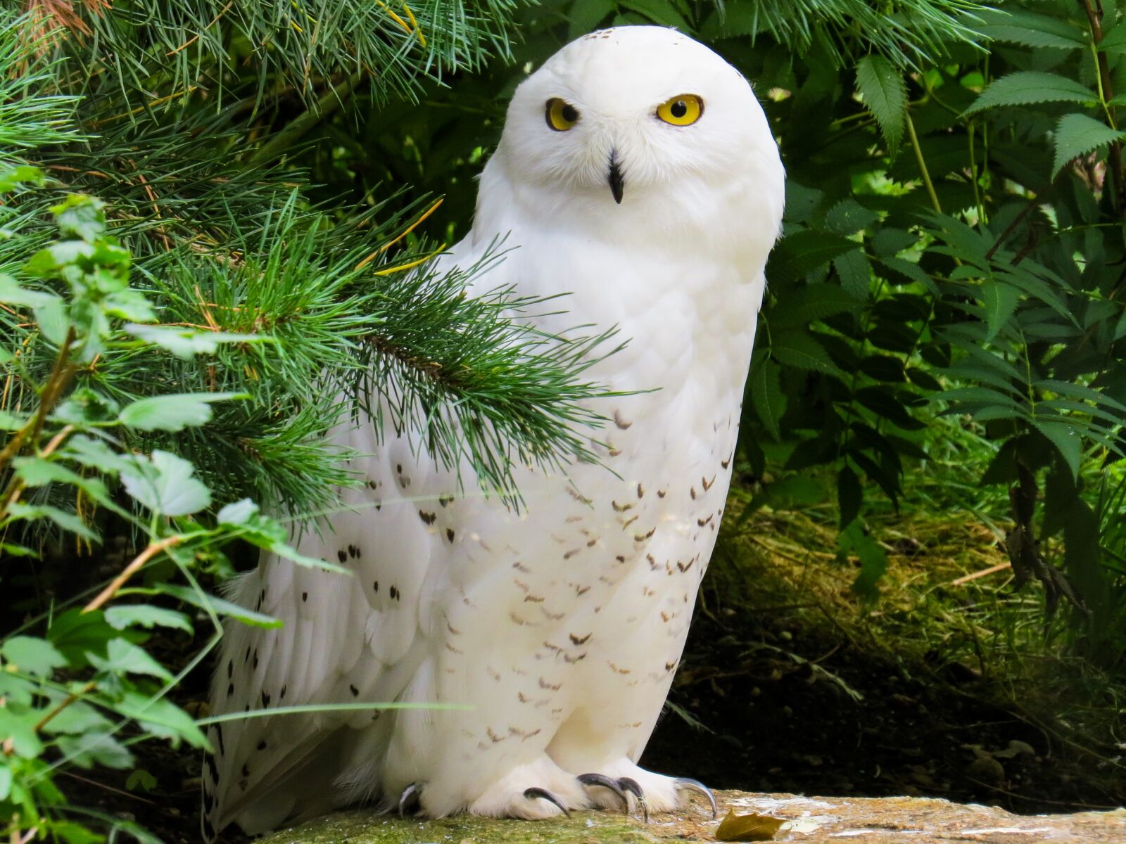 Canon PowerShot SX50 HS sample photo. Animal world, bird, owl photography