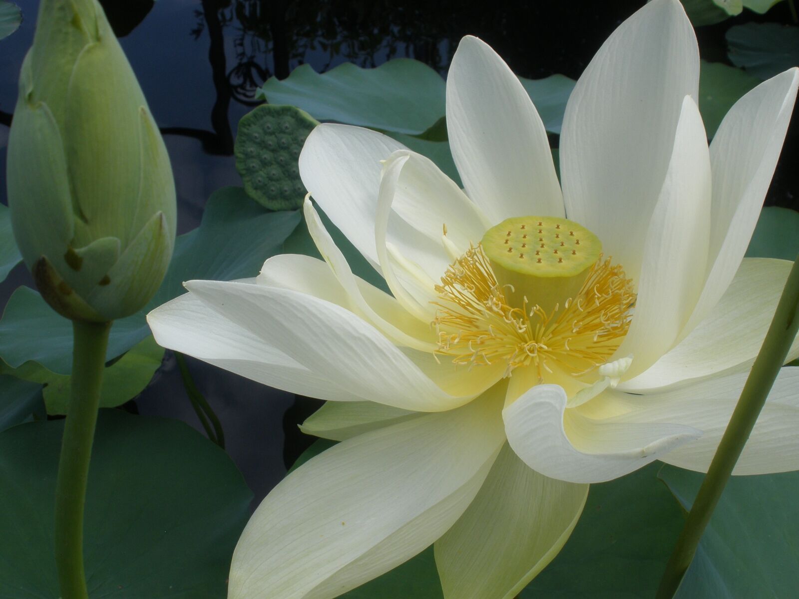 Olympus FE340,X855,C560 sample photo. Flower, botanical, botany photography
