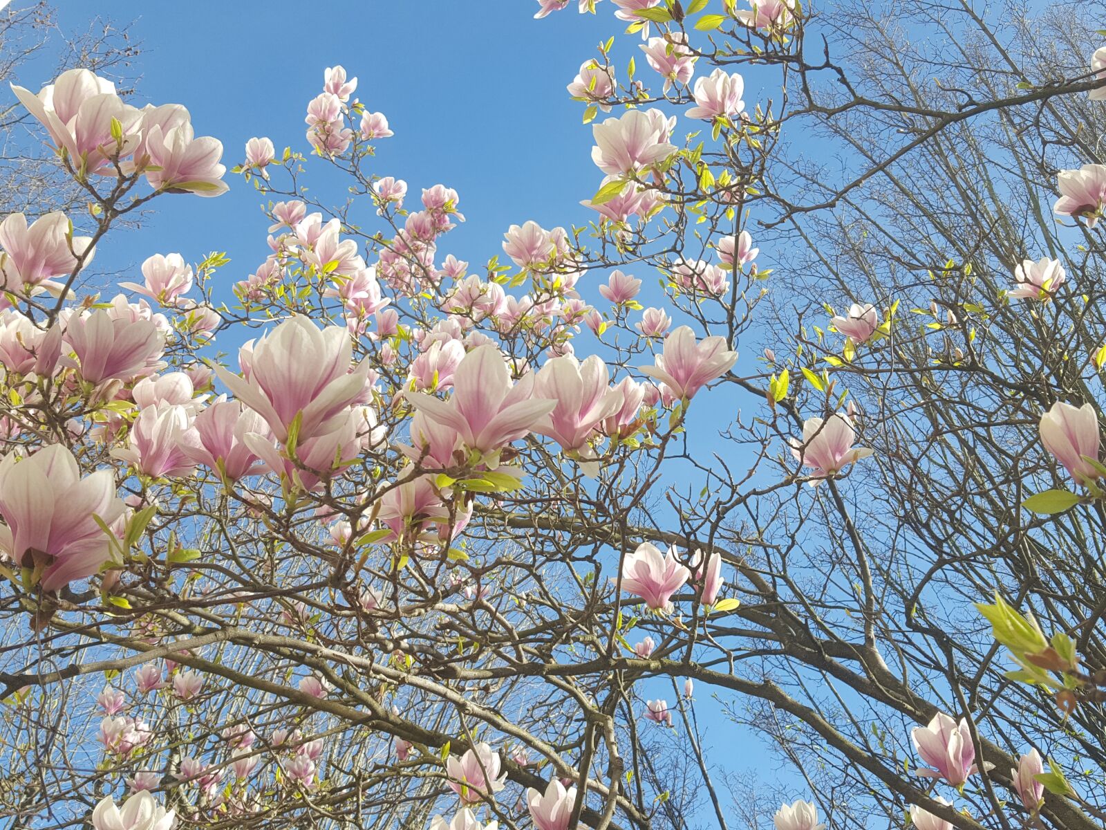 Samsung GALAXY S6 edge sample photo. Magnolia, flowers, spring photography