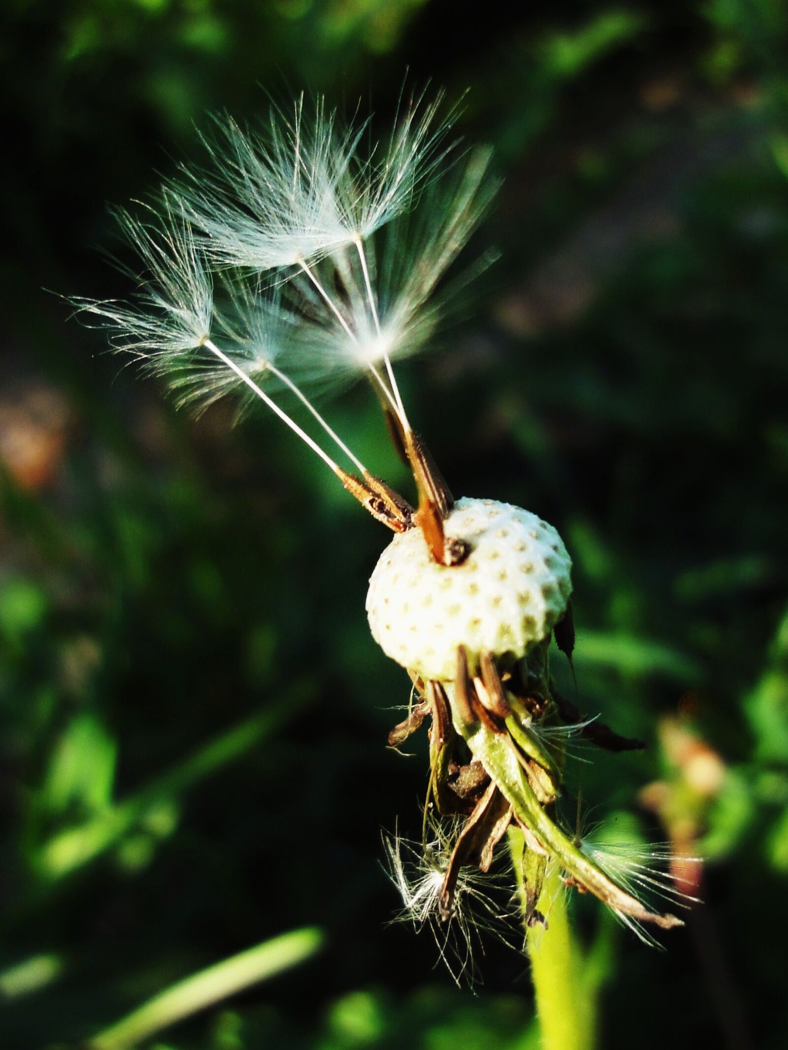 Sony Cyber-shot DSC-WX1 sample photo. Dandelion, green, seeds photography