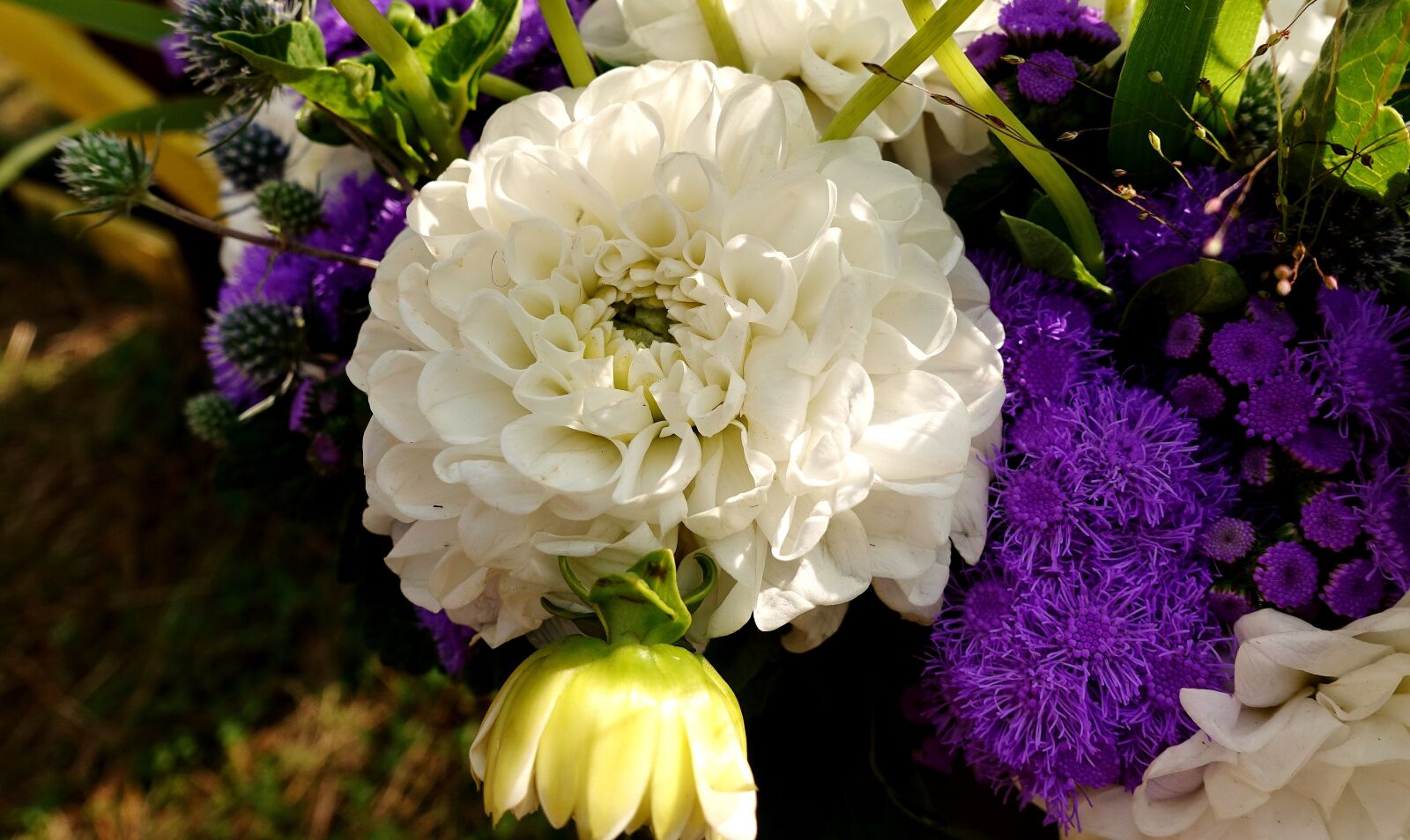 Sony DSC-RX100M5 sample photo. Dahlia, summer flowers, colorful photography