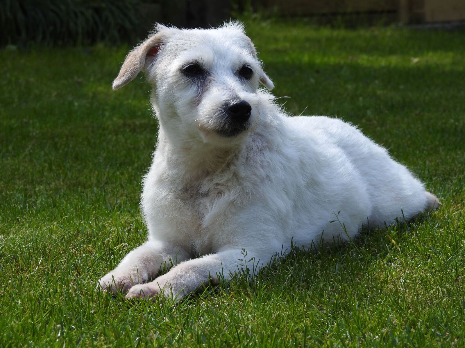 Nikon Coolpix P900 sample photo. Parson russell terrier, dog photography