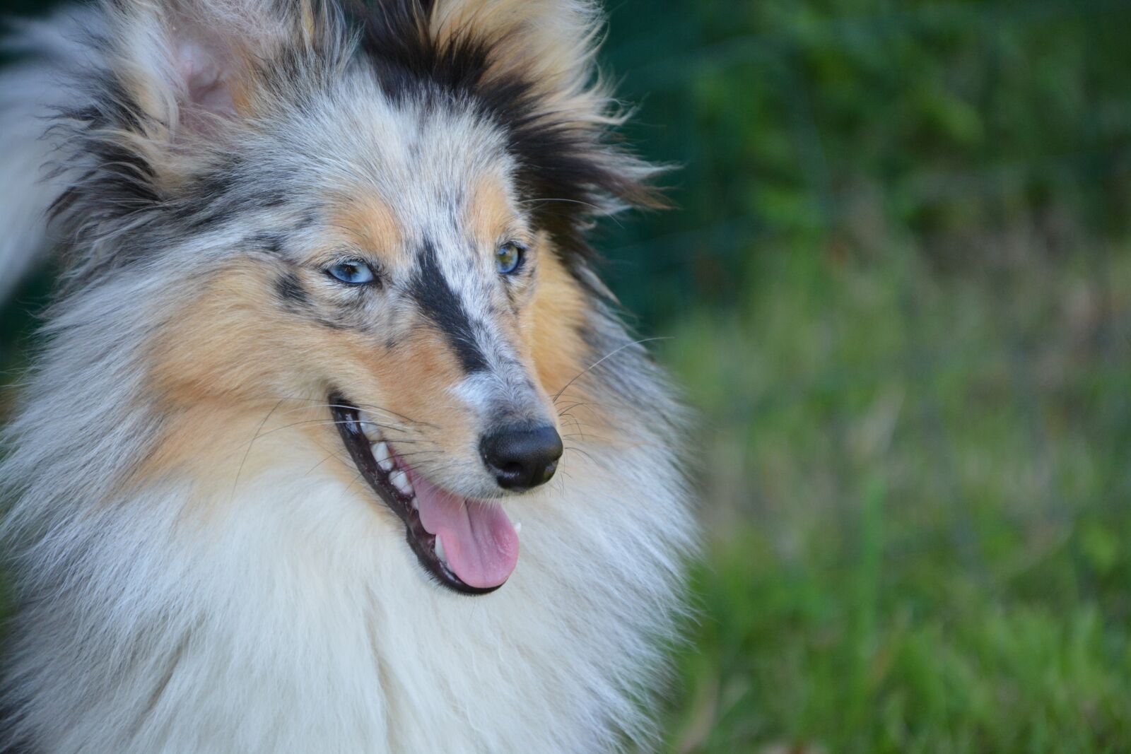 Nikon D5200 sample photo. Dog, bitch, bitch nobility photography