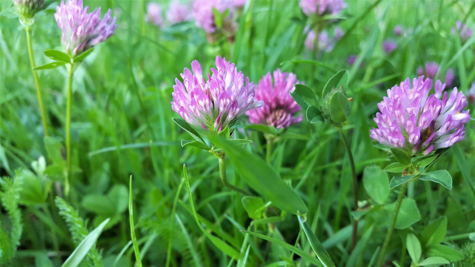 Samsung Galaxy S6 sample photo. Clover, pink, flower photography