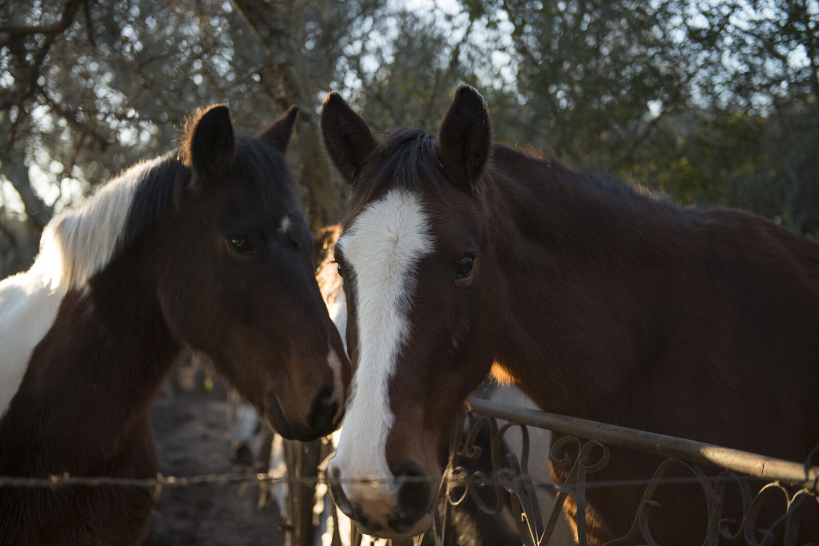 Nikon D800 sample photo. Horses, close, nature photography