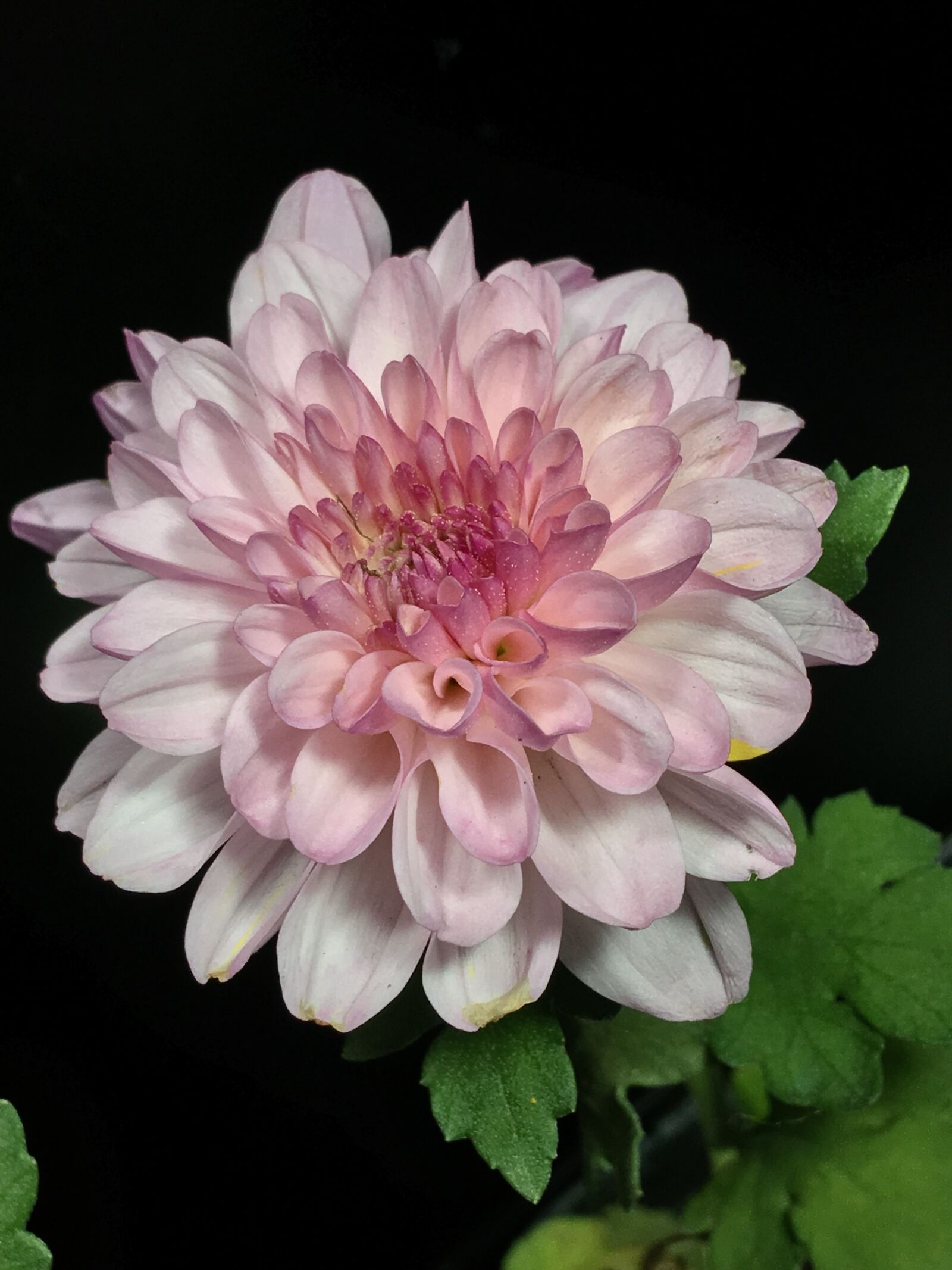 Apple iPhone 6s Plus sample photo. Pink flower, chrysanthemum, flower photography