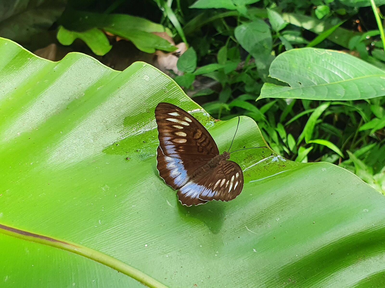 Samsung Galaxy S10 sample photo. Butterfly photography