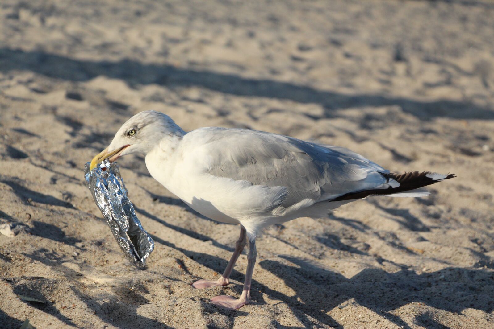 Canon EOS 650D (EOS Rebel T4i / EOS Kiss X6i) sample photo. Seagull, beach, ocean photography