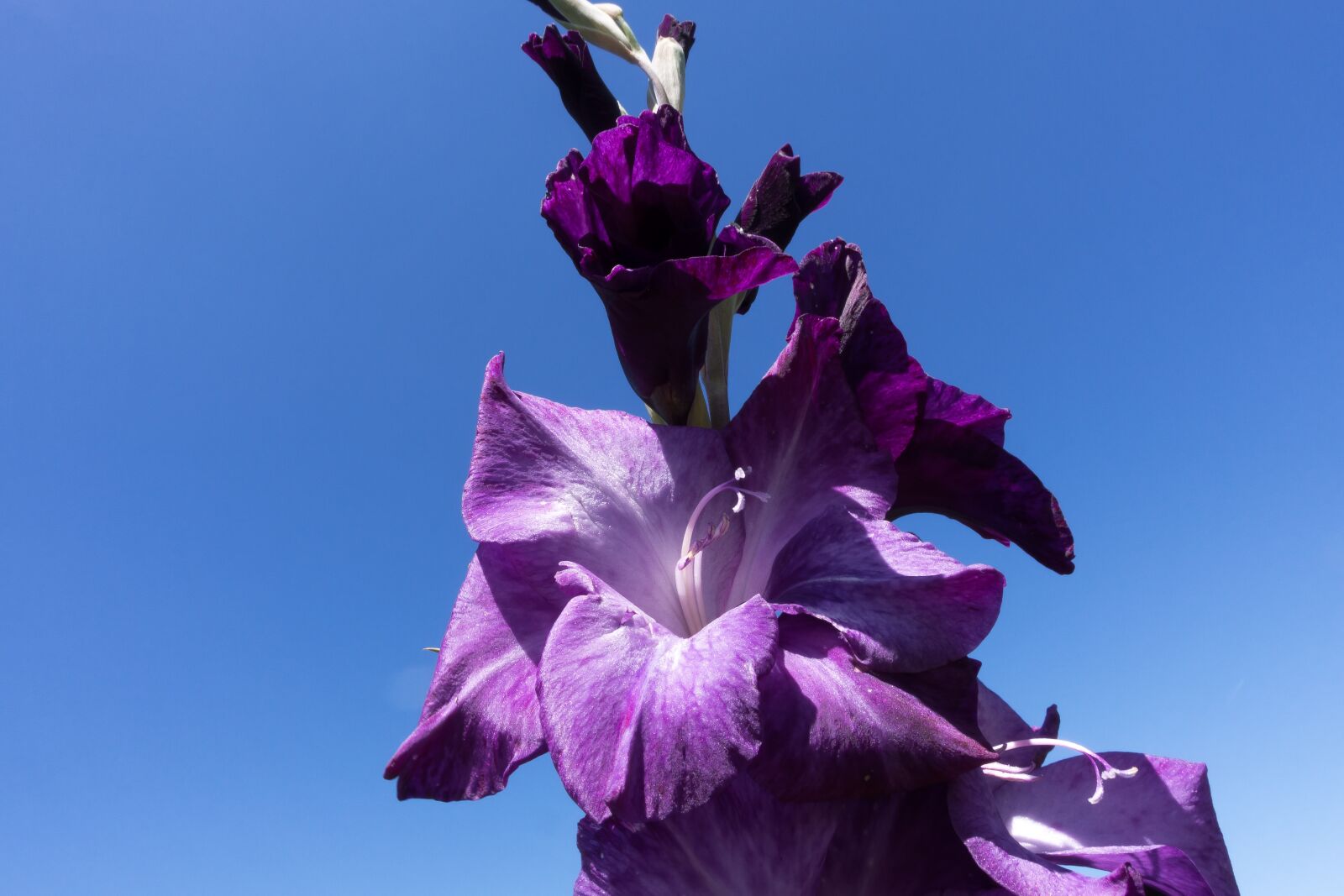 Sony Cyber-shot DSC-RX100 III sample photo. Gladiolus, sword flower, schwertliliengewaechs photography