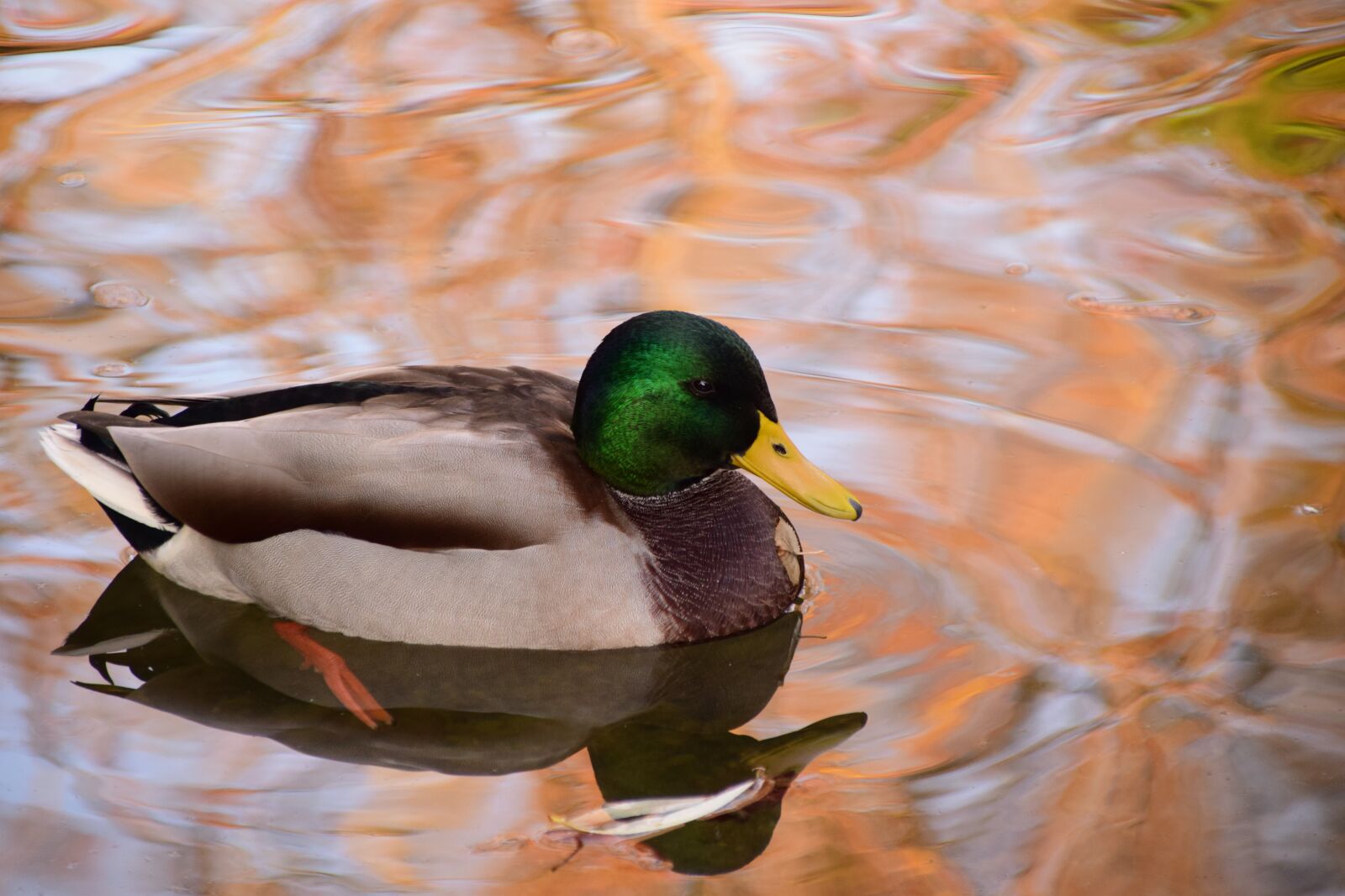 Nikon D3300 sample photo. Duck, water, animal photography