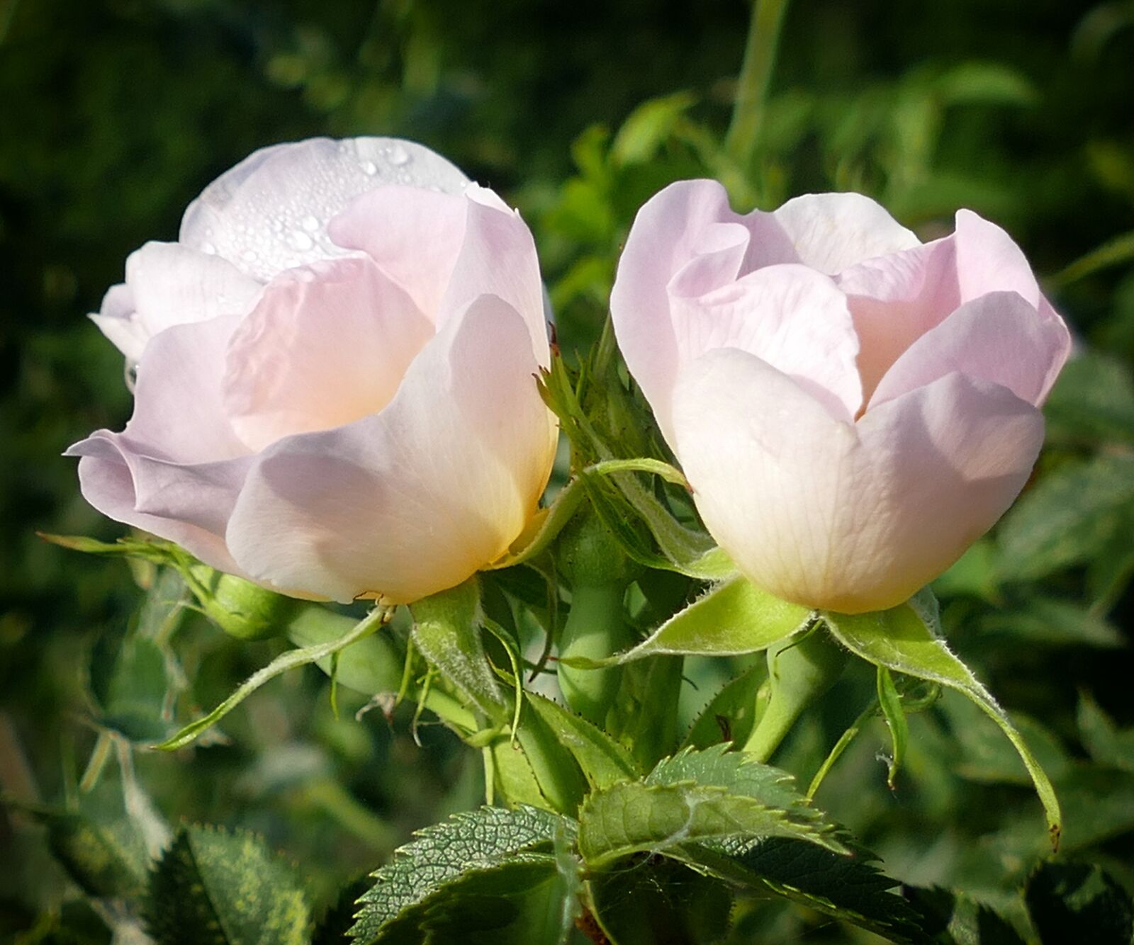 Panasonic Lumix DMC-FZ1000 sample photo. Windrose, pink, romance photography
