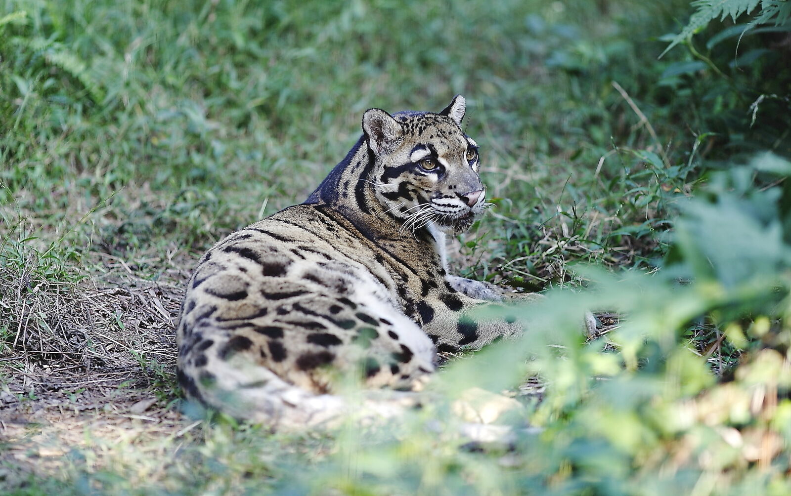 Canon EF 135mm F2L USM sample photo