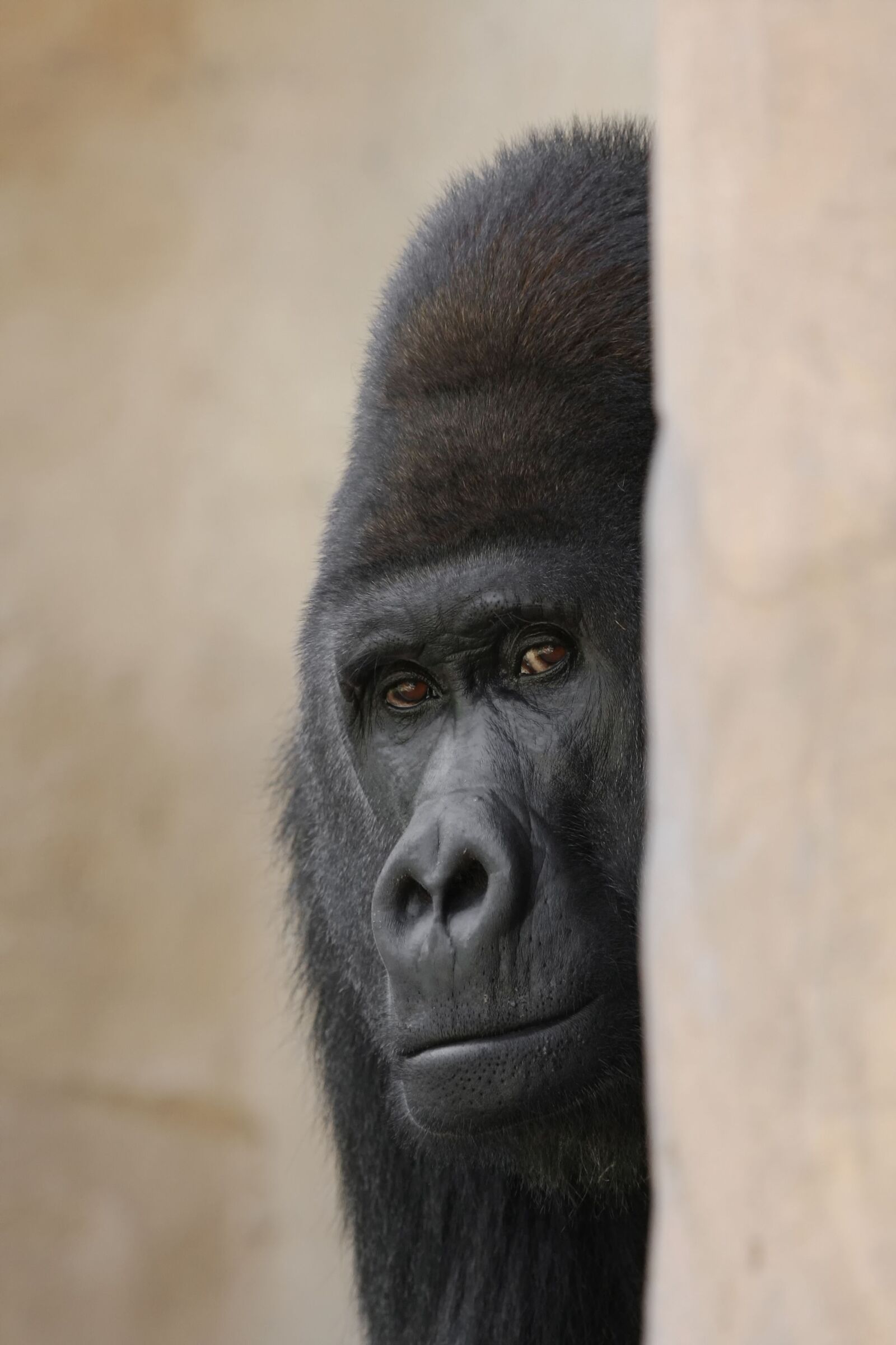 Canon EOS 40D sample photo. Gorilla, zoo, silverback photography