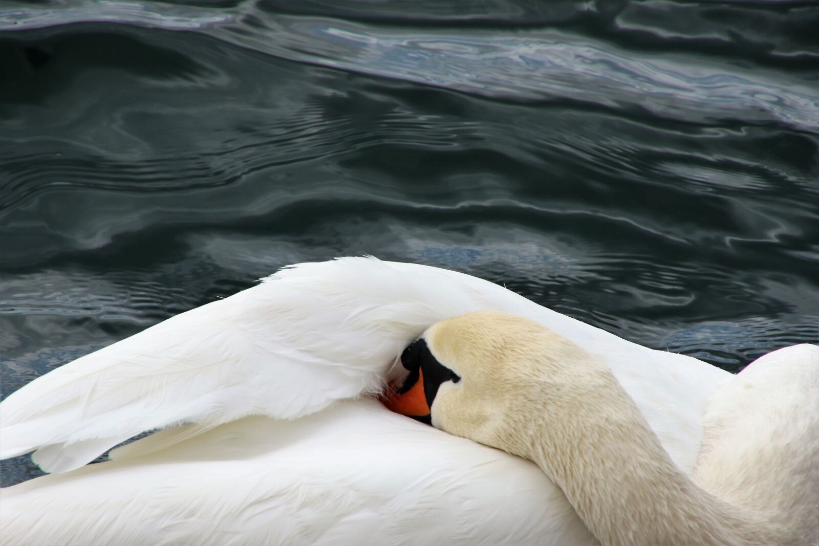 Canon EOS 7D Mark II sample photo. Animal, bird, chillax, feathers photography