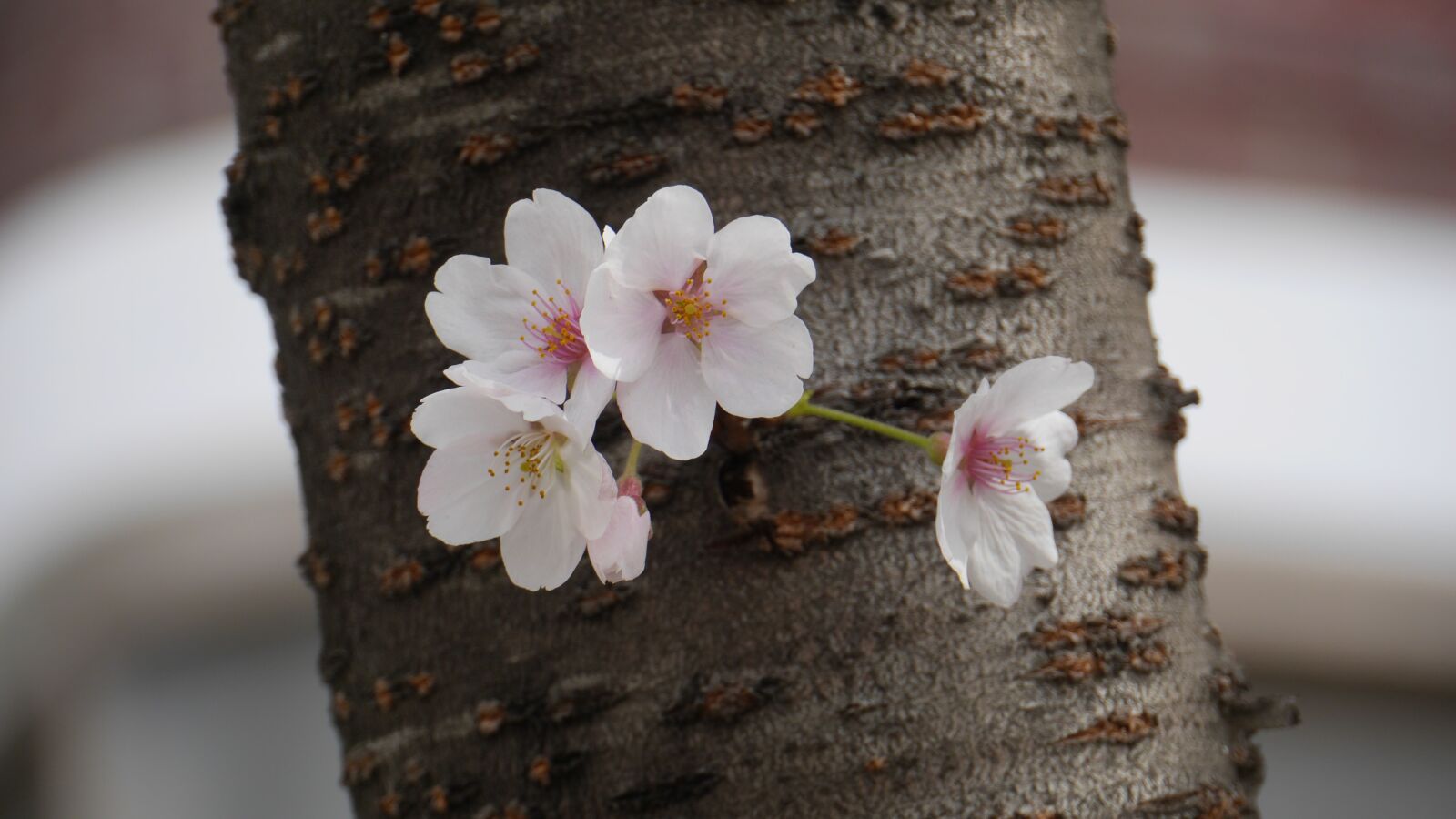 Panasonic Lumix DMC-GH3 sample photo. Nature, cherry flowers, close photography