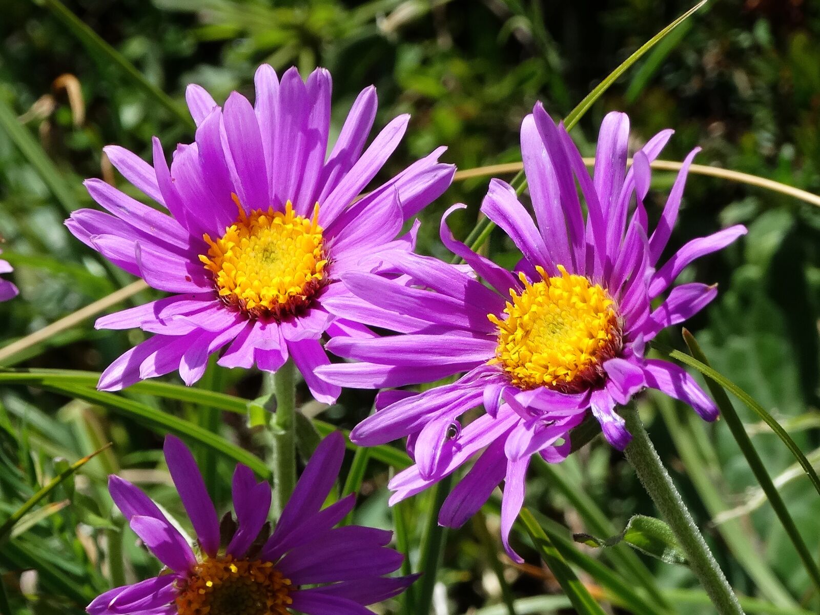 Sony Cyber-shot DSC-HX300 sample photo. Alpine aster, purple flower photography