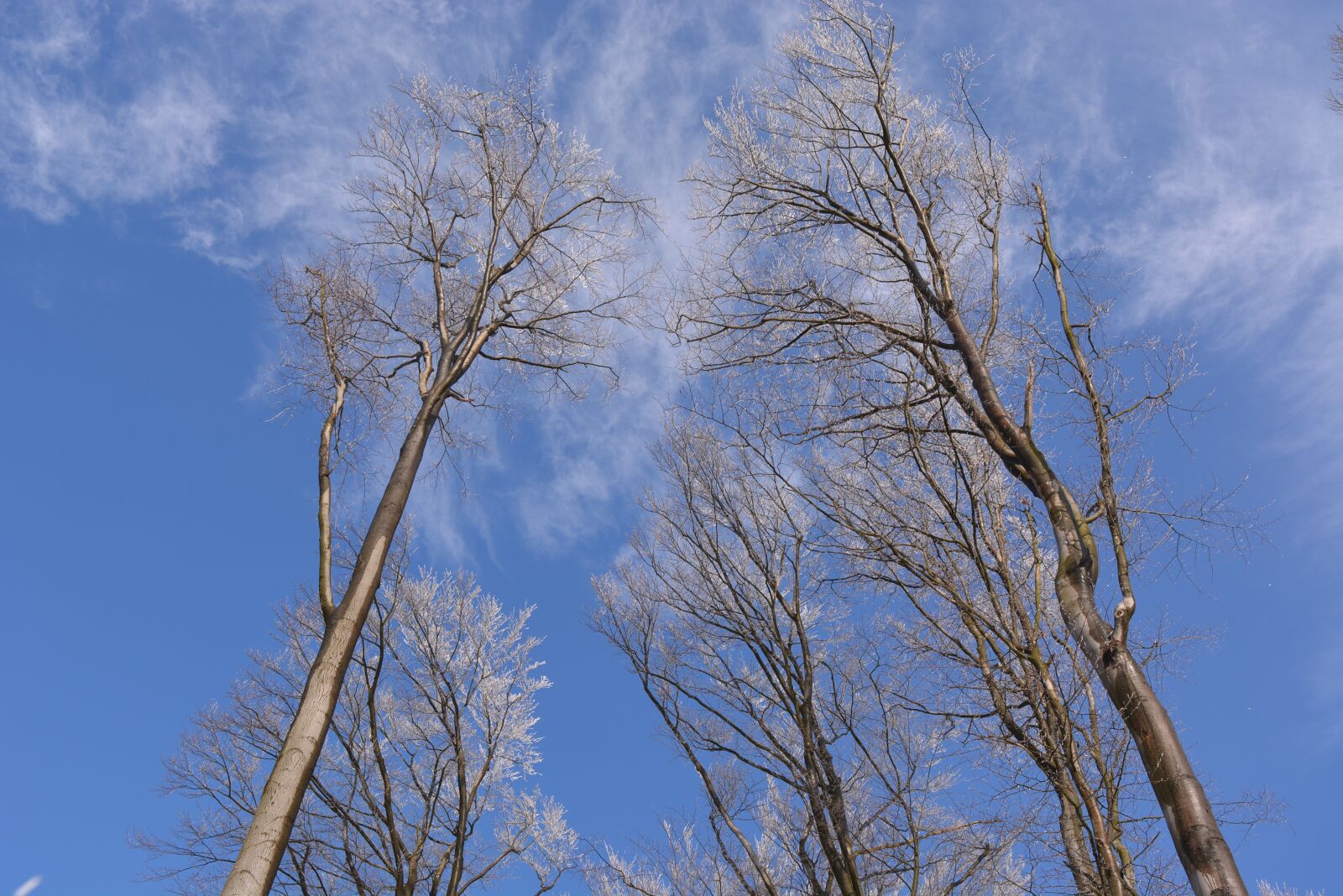 Nikon D5200 sample photo. Trees, winter, snow photography