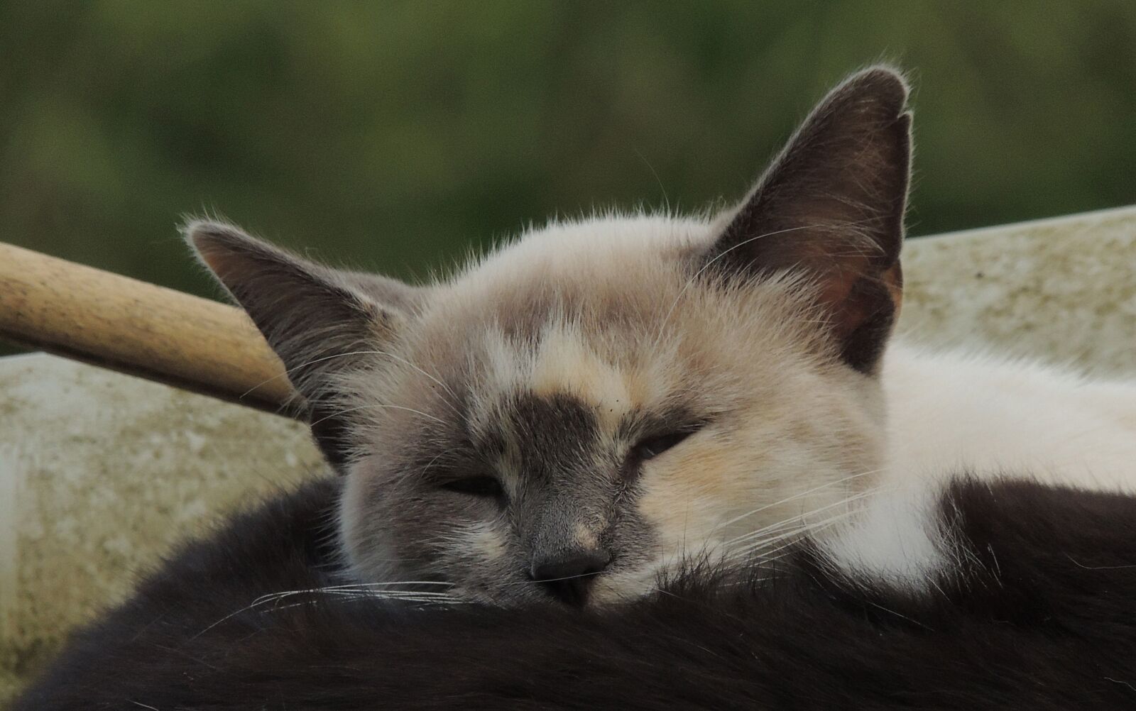 Nikon Coolpix P510 sample photo. Animalia, nice, cat photography
